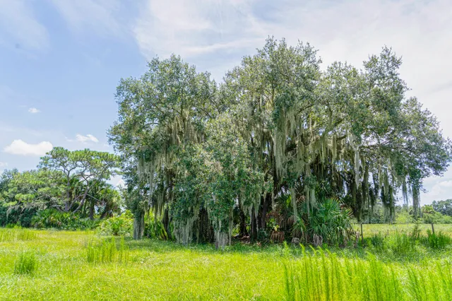 a view of a field with grass and trees