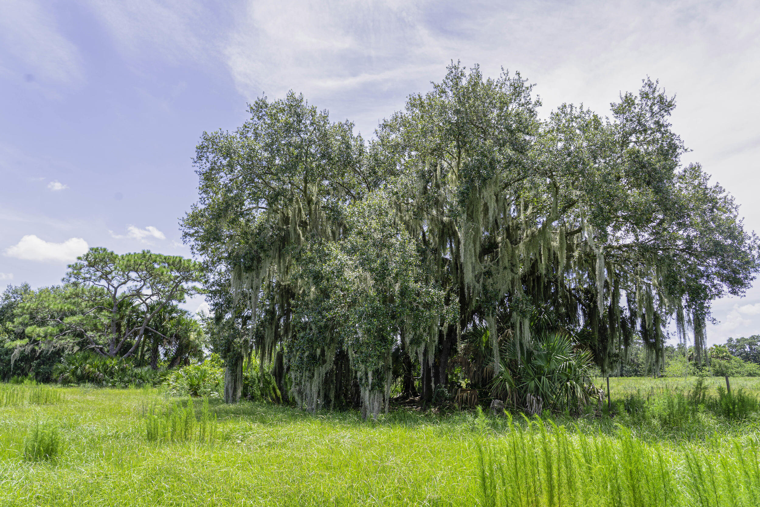 4902 Southwest Wild Turkey Lane Okeechobee, FL 34974 - Photo 15 of 17 a view of yard with green space
