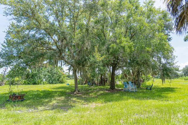 a view of a park with large trees