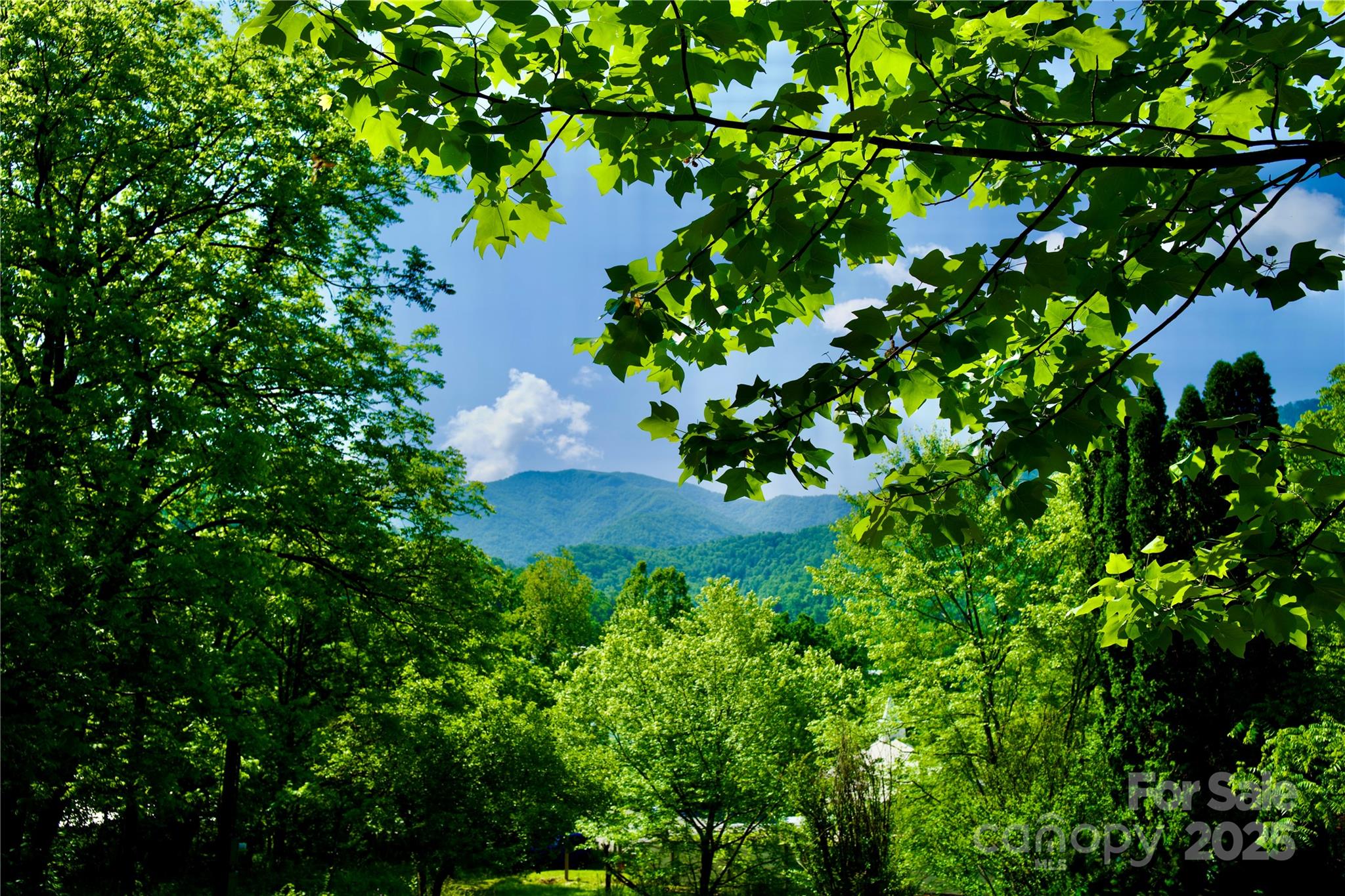 38 Buchanan Hill Road Bakersville, NC 28705 - Photo 2 of 24