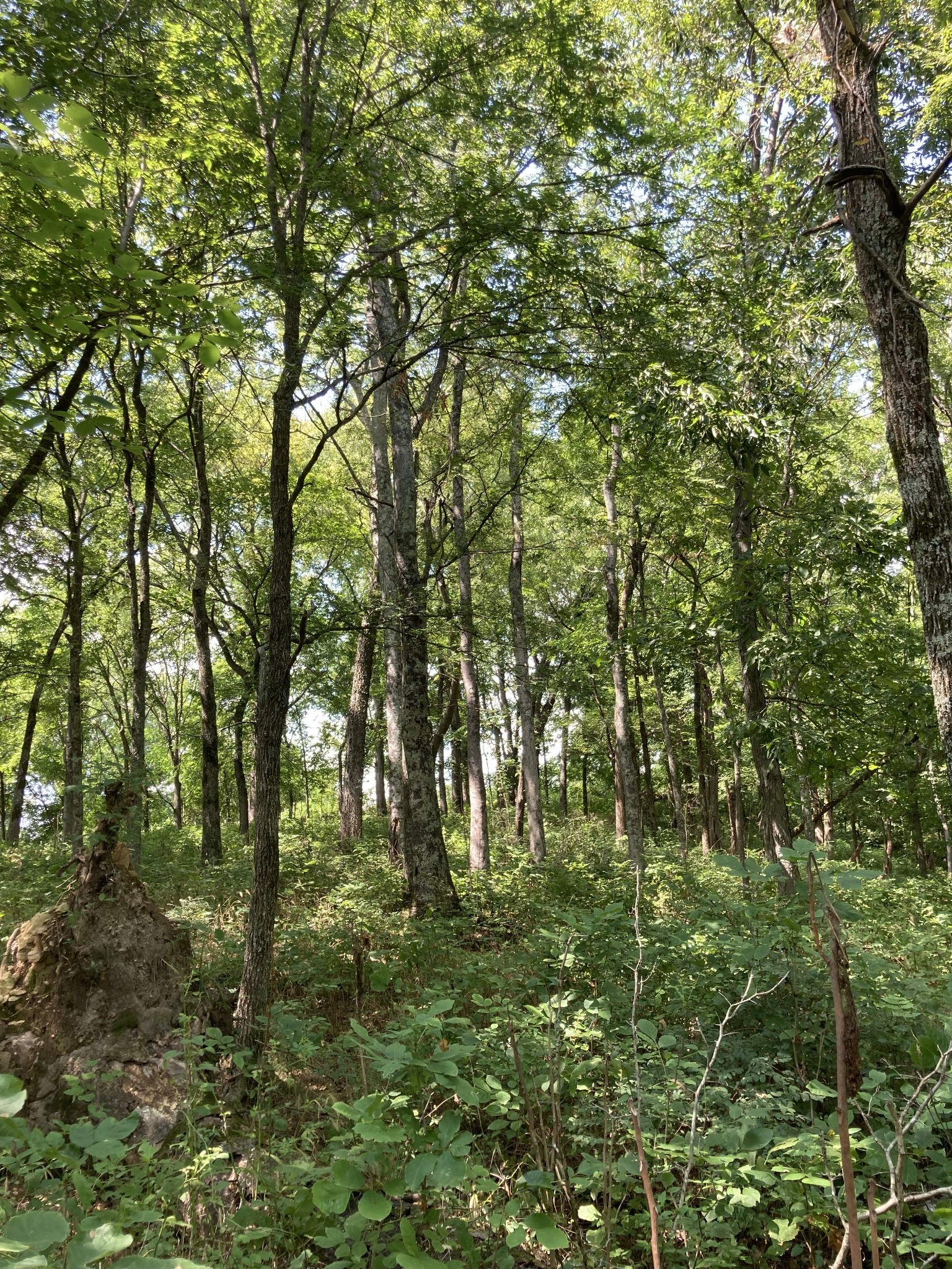 12 Joy Road Mount Pleasant, TN 38474 - Photo 6 of 6