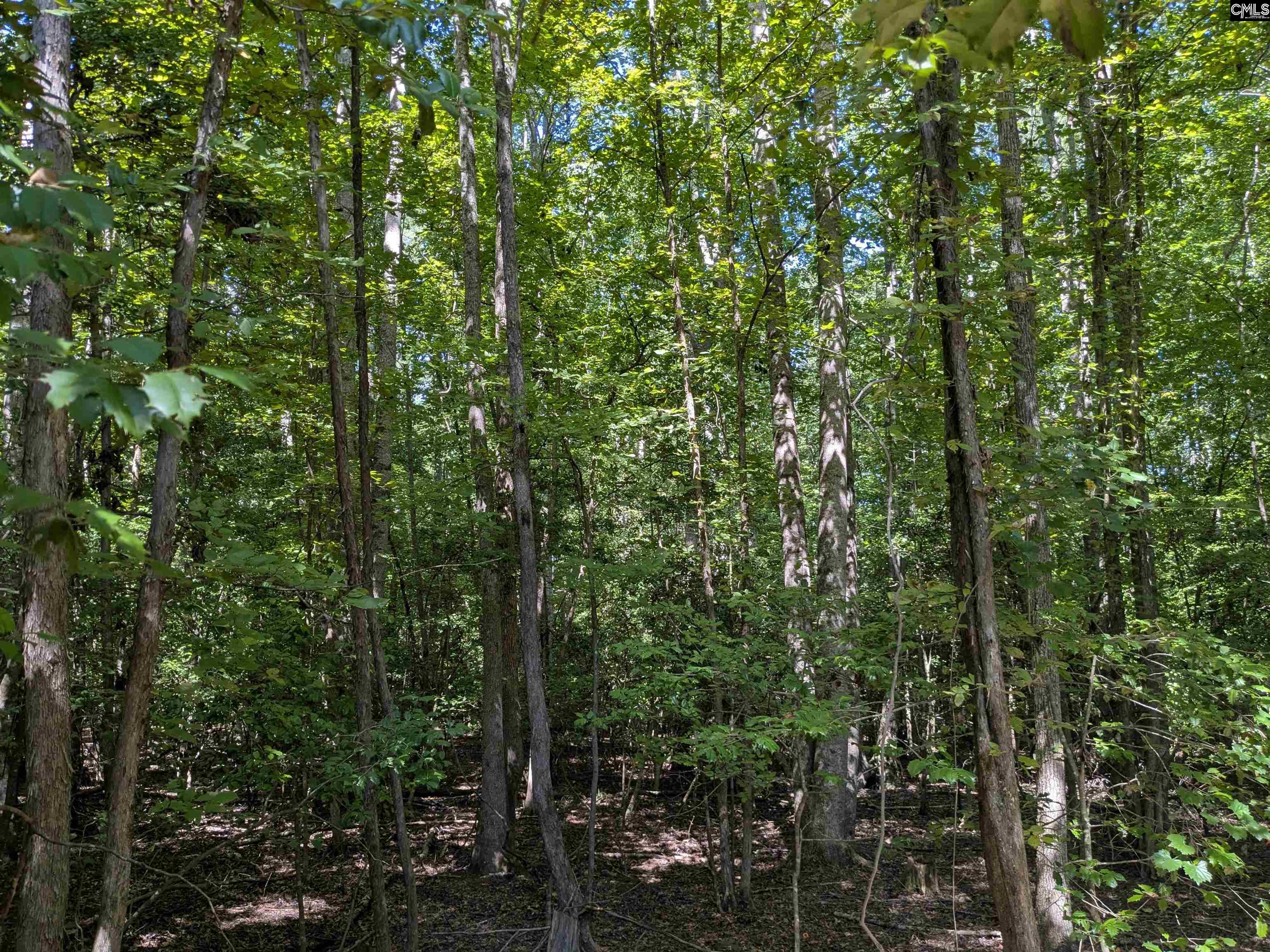 0 Taylor Road Batesburg, SC 29006 - Photo 17 of 20