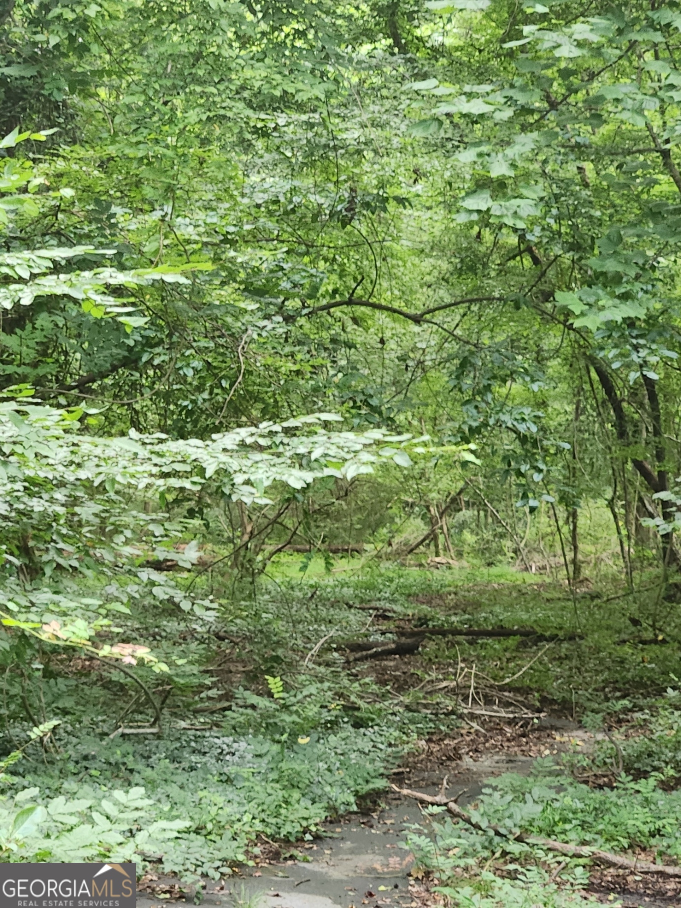 a view of a big yard with plants and large trees