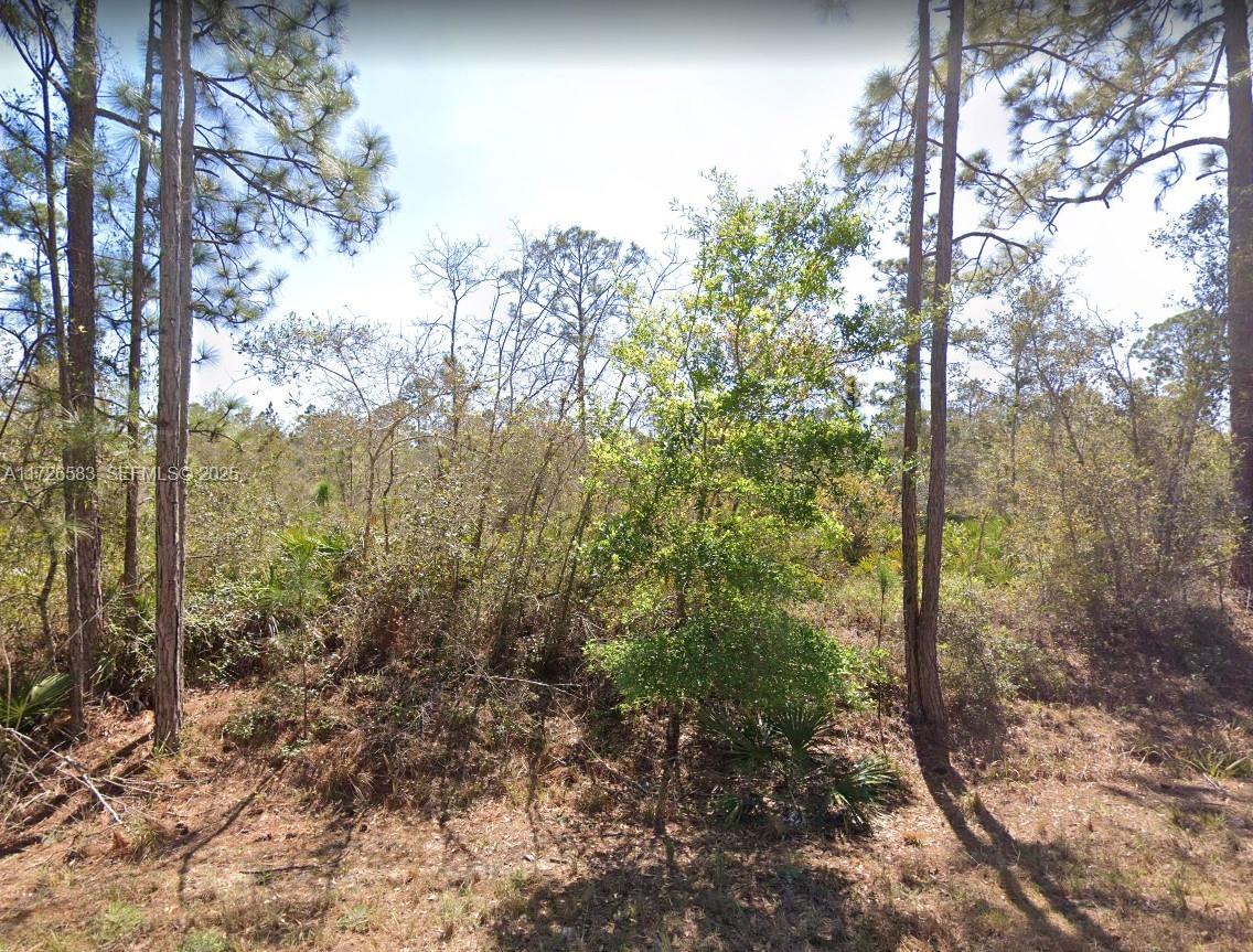 Highlands County Lake Placid, FL 33852 - Photo 3 of 5 a view of a forest with trees