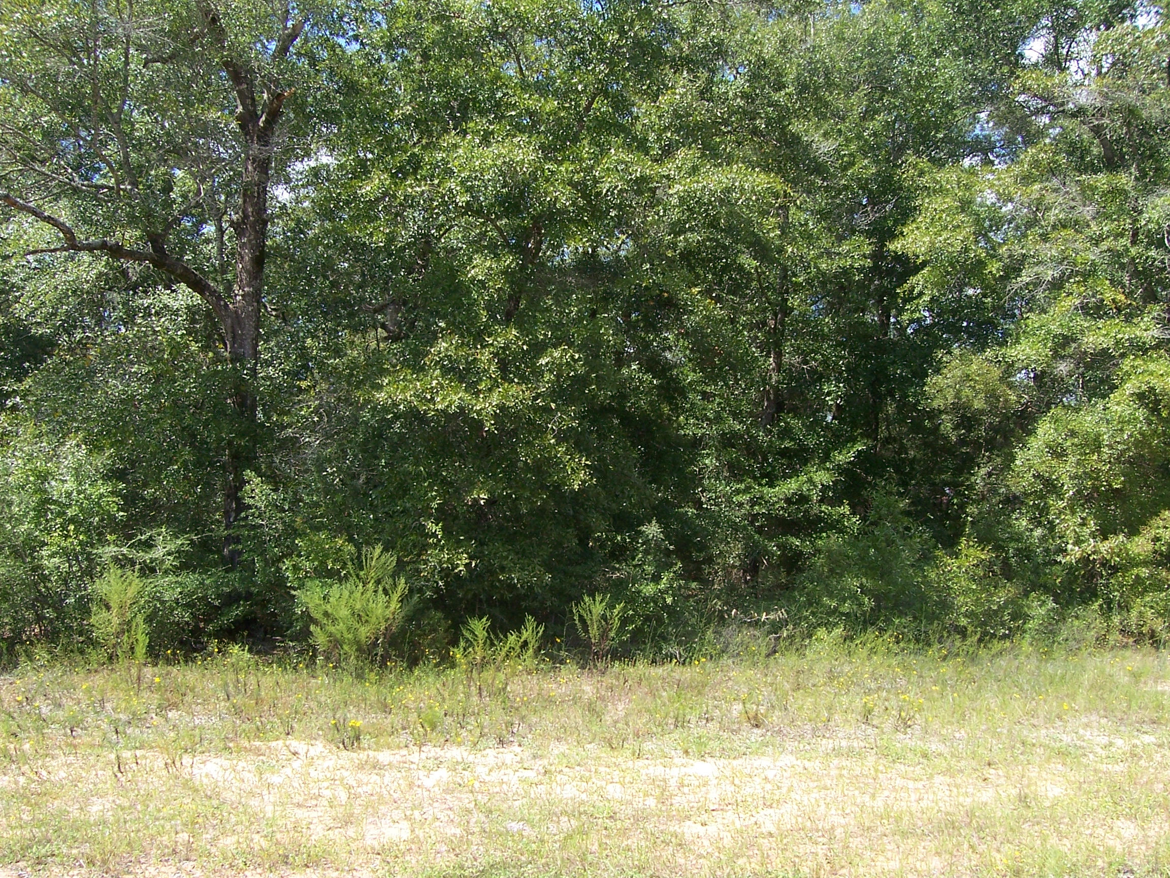 4.7-ac Ryan Road Crestview, FL 32539 - Photo 1 of 10 100_1266