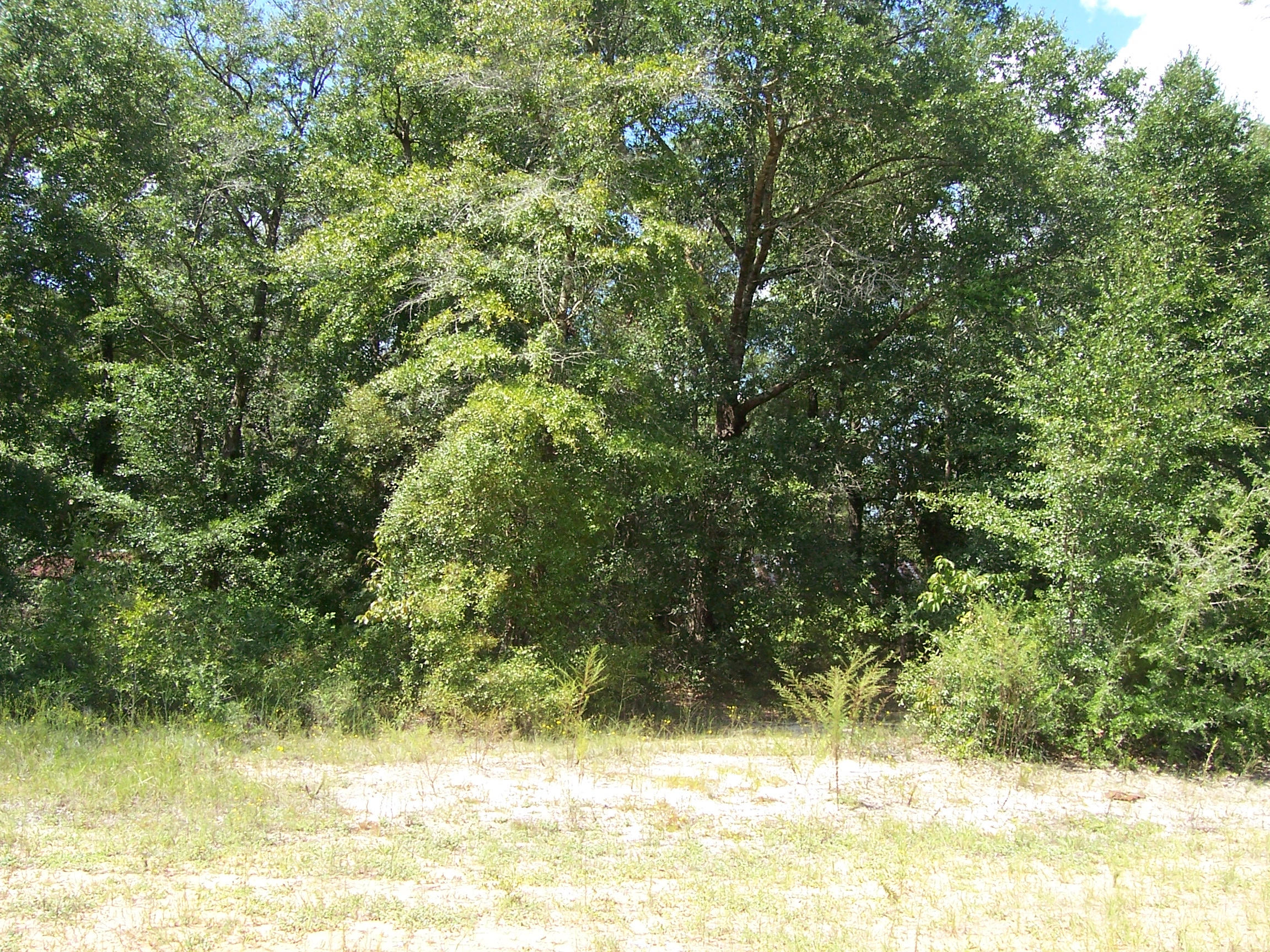 4.7-ac Ryan Road Crestview, FL 32539 - Photo 5 of 10 100_1267