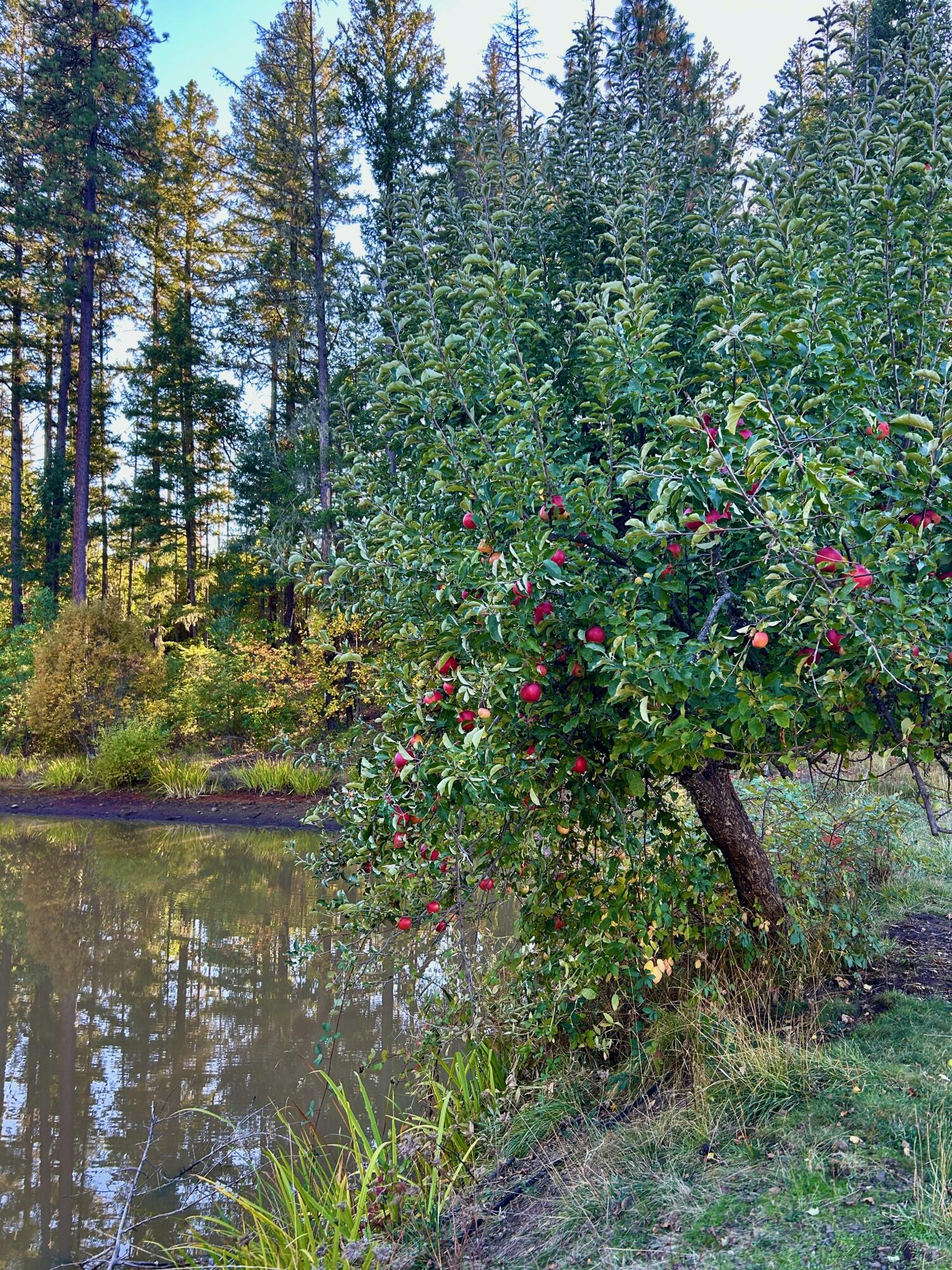 14242 Geppert Road Eagle Point, OR 97524 - Photo 33 of 54 Gallery Image 33