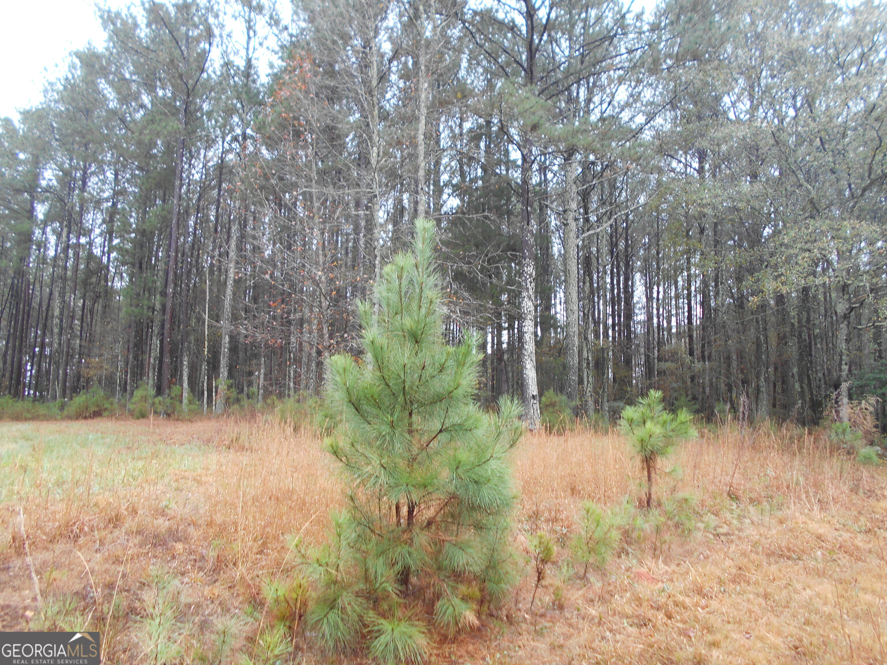 7-acres Youth Jersey Road Covington, GA 30014 - Photo 14 of 34