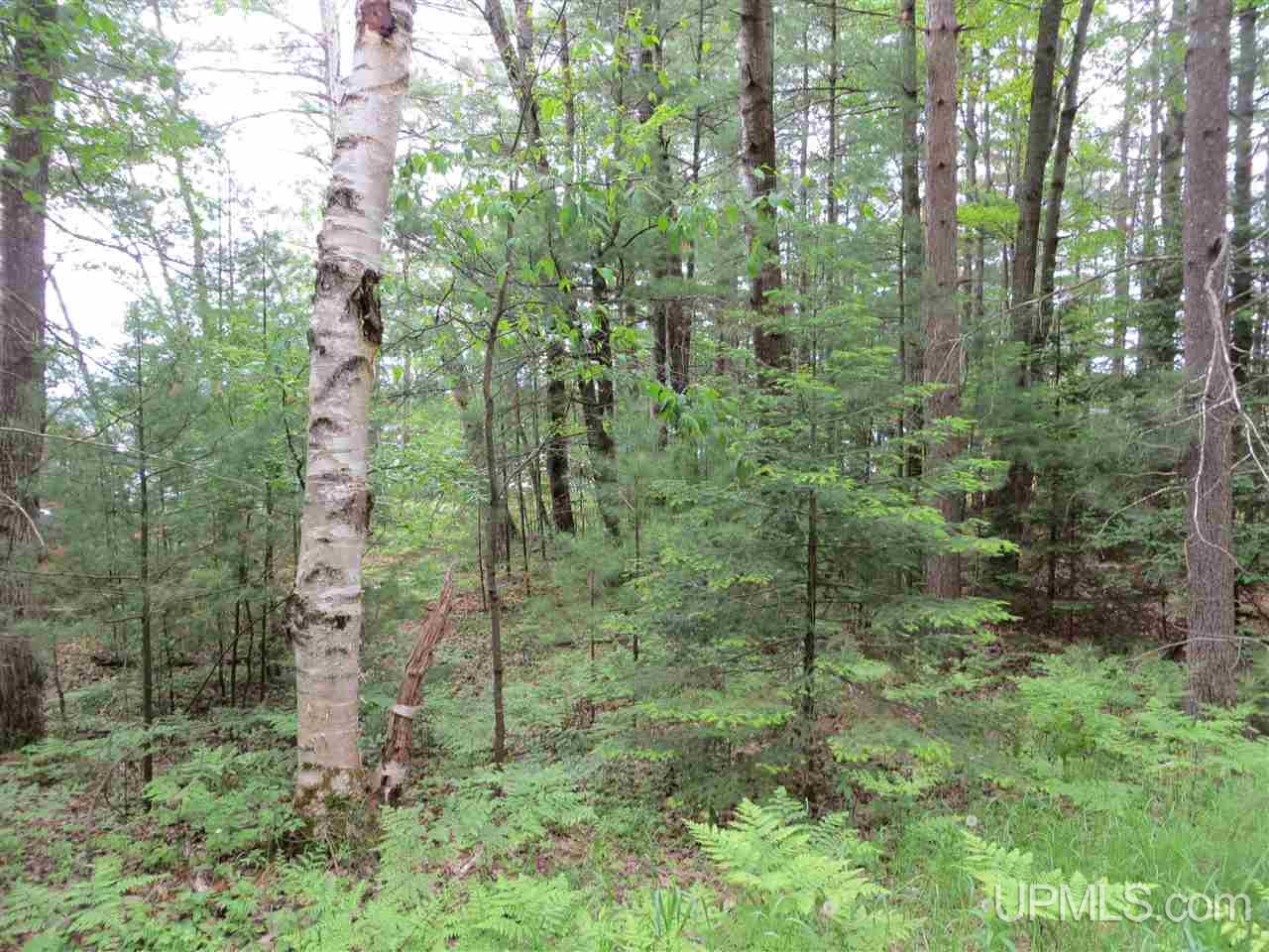 Tbd Ramsdam Road Manistique, MI 49854 - Photo 19 of 21 Gallery Image 19