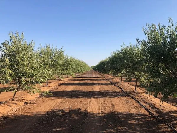 a view of a yard with wooden fence
