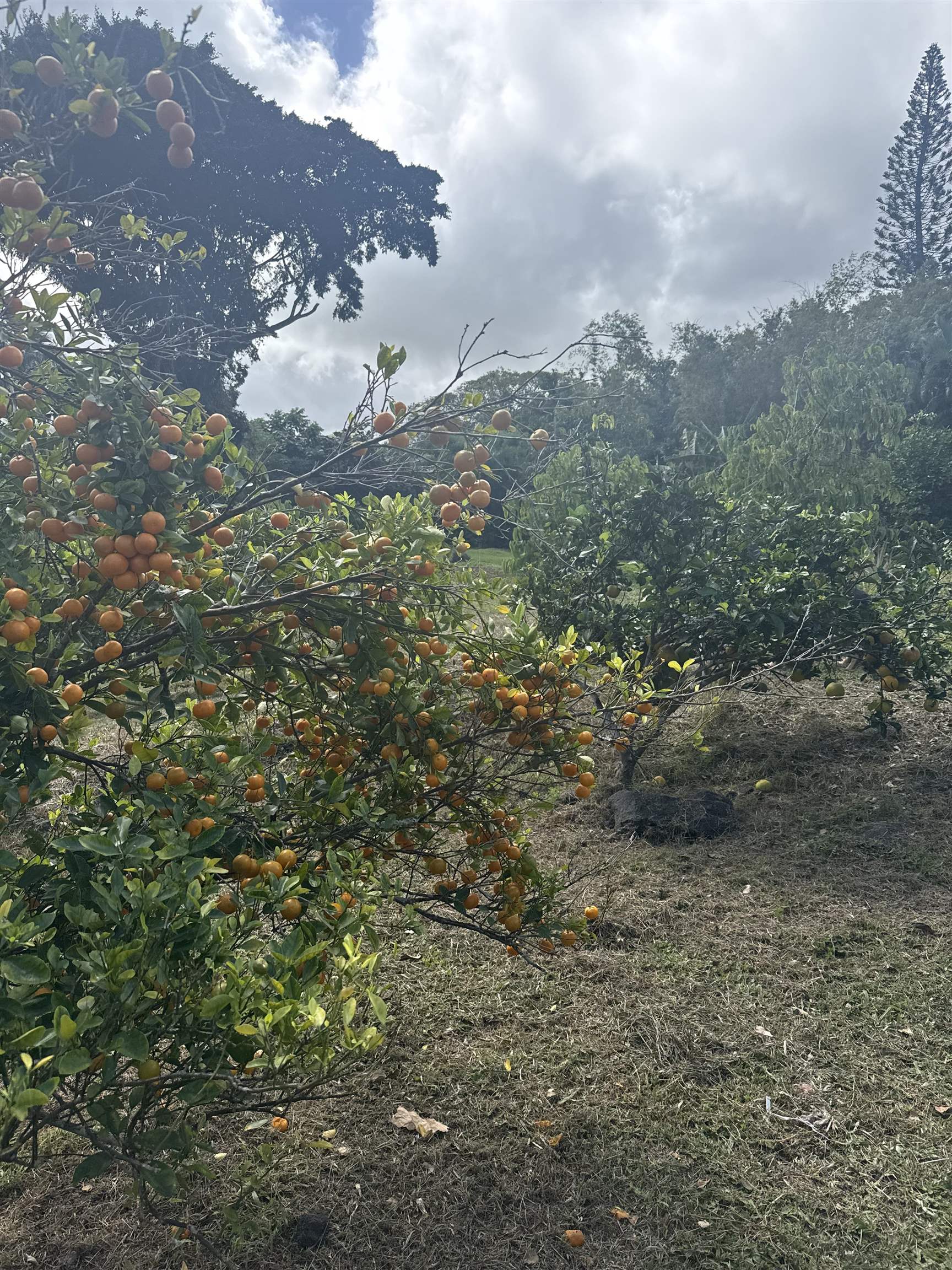 315 Uwala Road Hana, HI 96713 - Photo 29 of 30