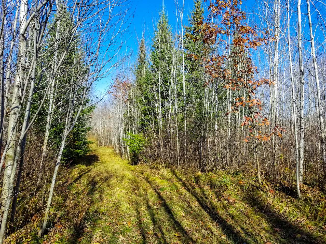 Lot 3 Lake Nokomis Road Tomahawk, WI 54487 - Photo 15 of 22 Gallery Image 15