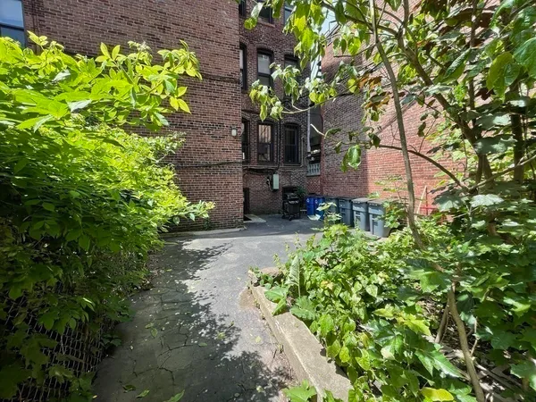 a tree with a plant in front of it
