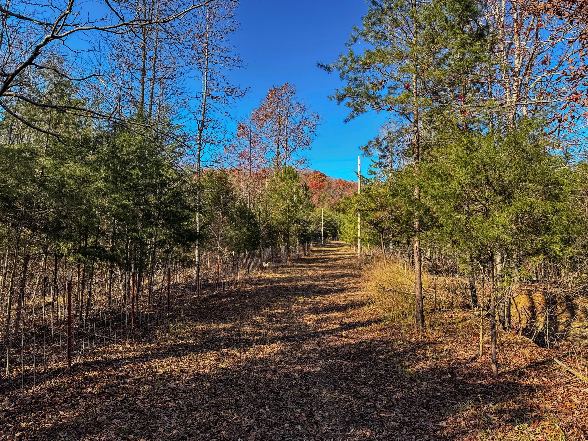0 Lamontville Road Decatur, TN 37322 - Photo 4 of 17 a view of a yard with trees