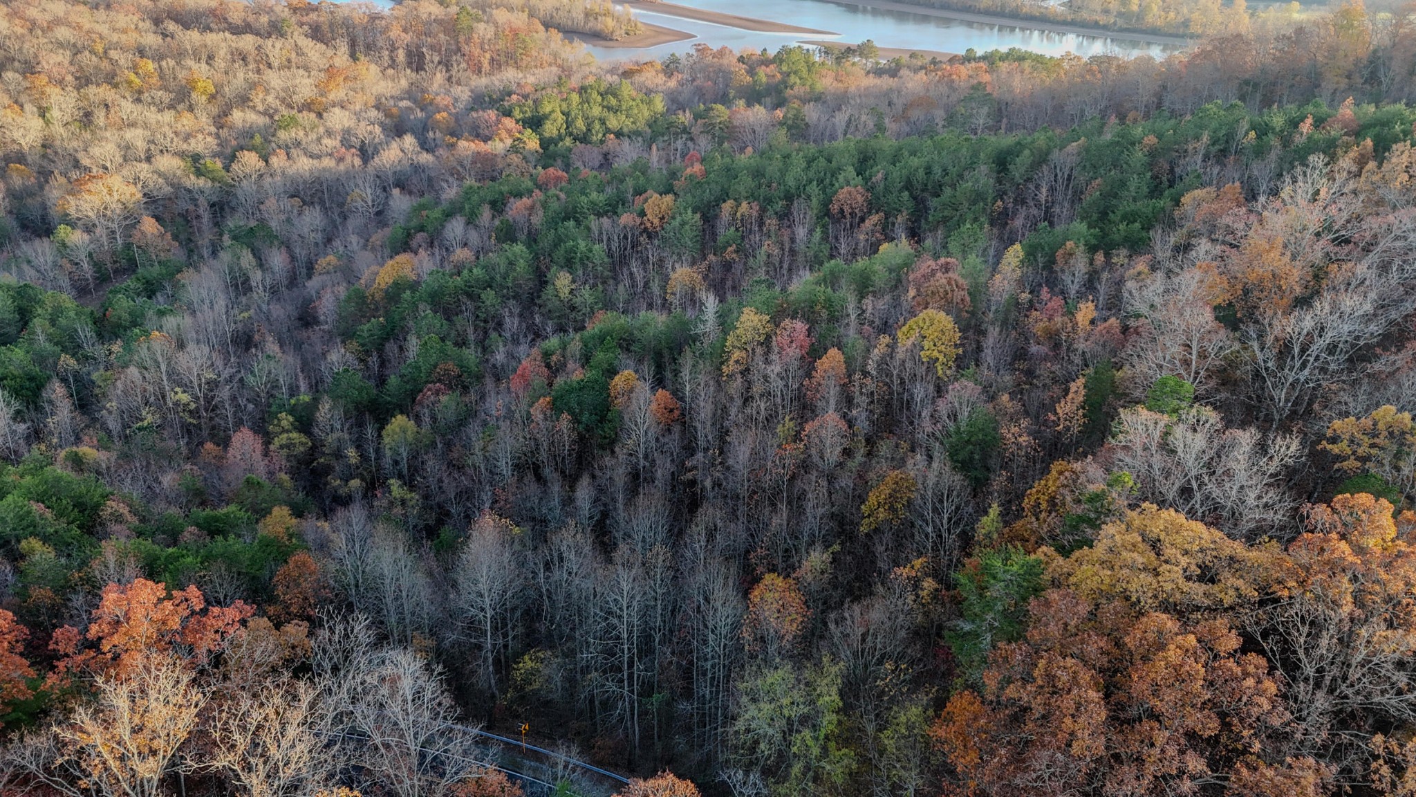 0 Lamontville Road Decatur, TN 37322 - Photo 9 of 17 a view of a forest with a lush green forest