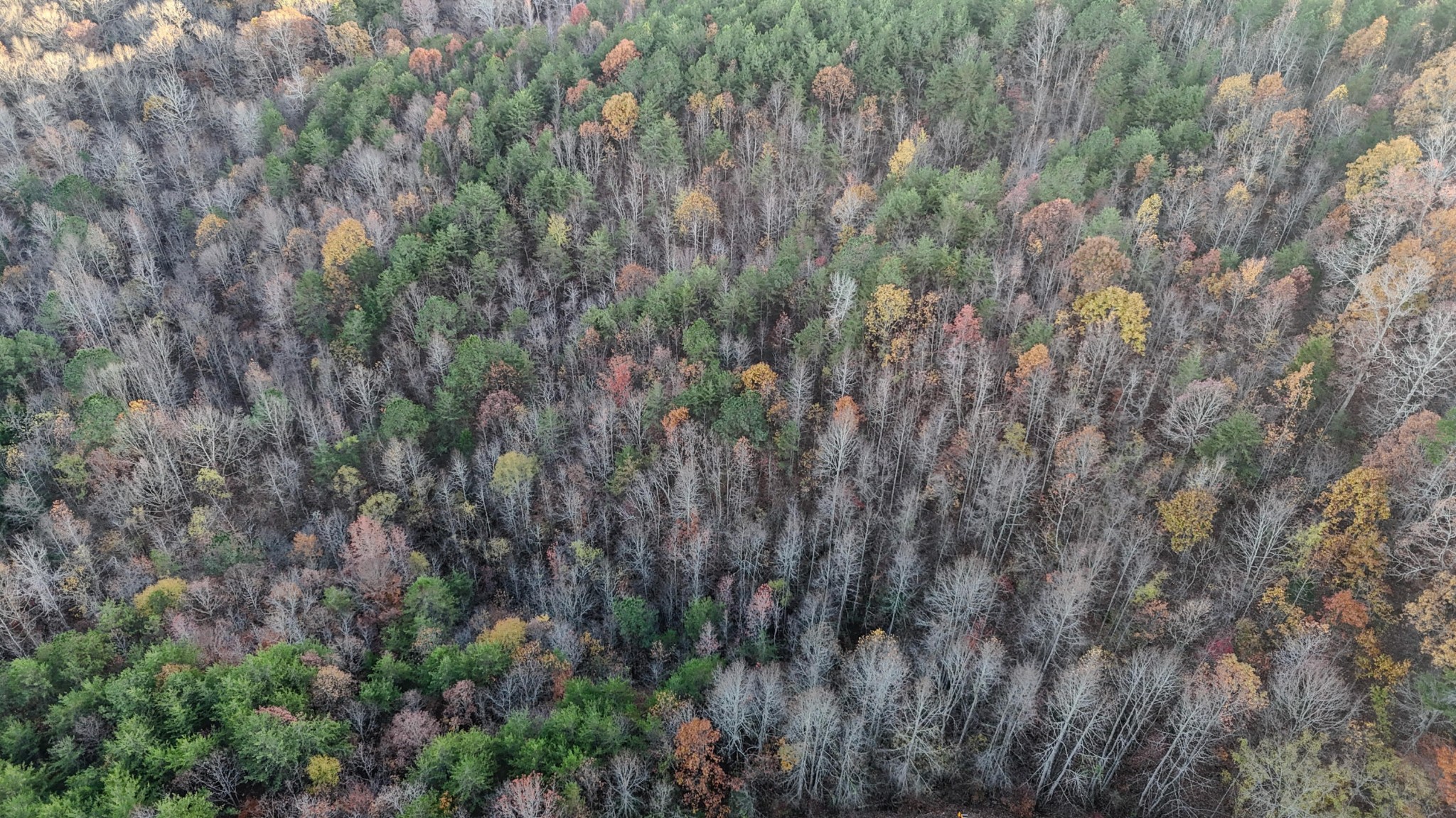 0 Lamontville Road Decatur, TN 37322 - Photo 10 of 17 a view of a lush green forest