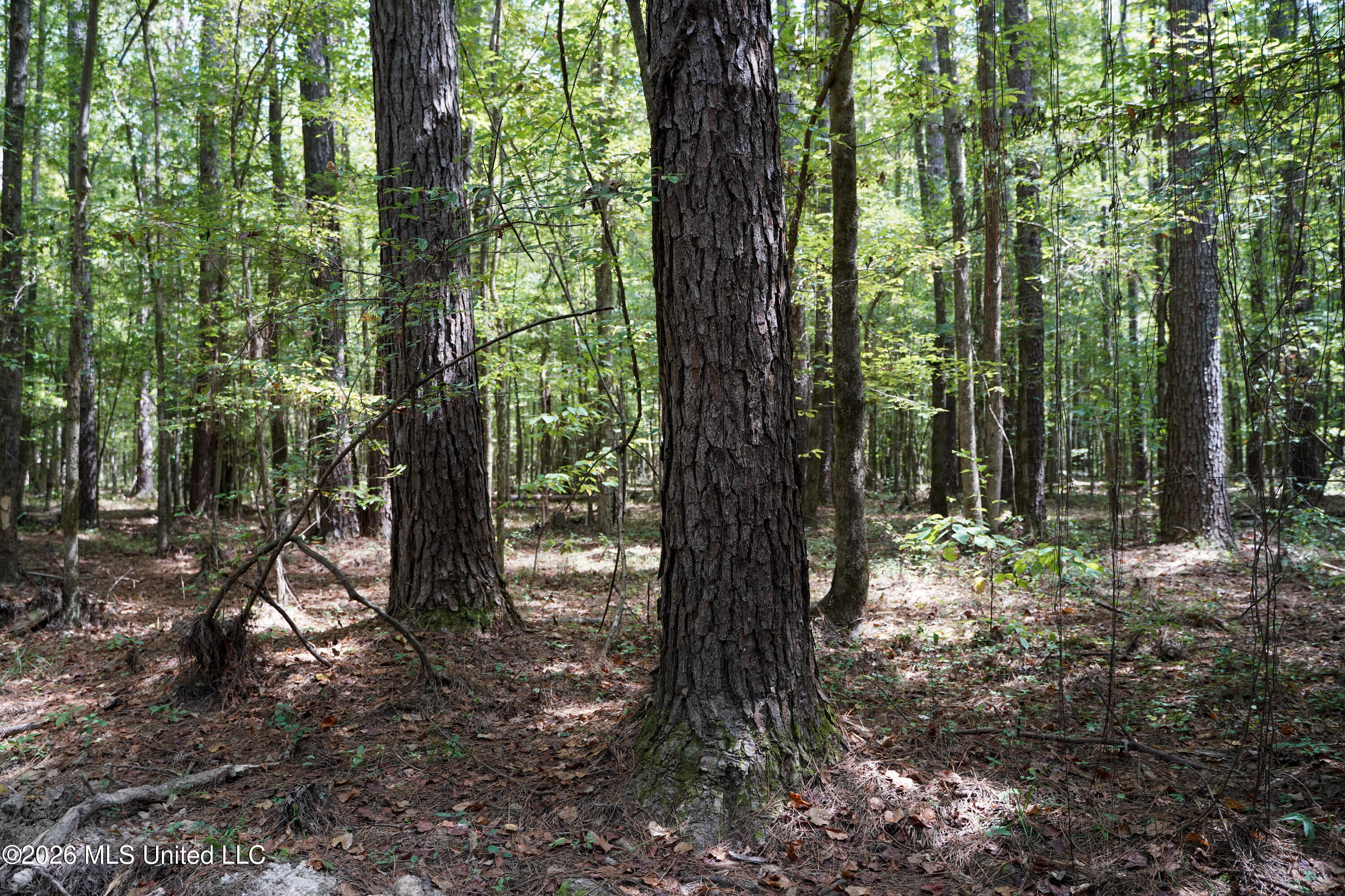 Mcintyre Road Brandon, MS 39042 - Photo 4 of 100 11-DSC08601