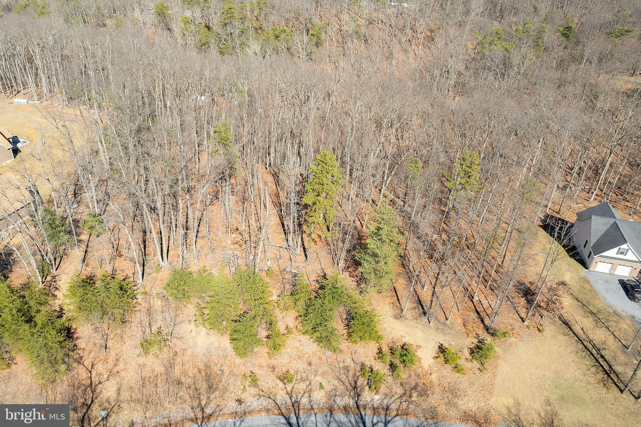 Lot 8 Conns E Drive Winchester, VA 22602 - Photo 5 of 6 a close up of a plant with a tree in back