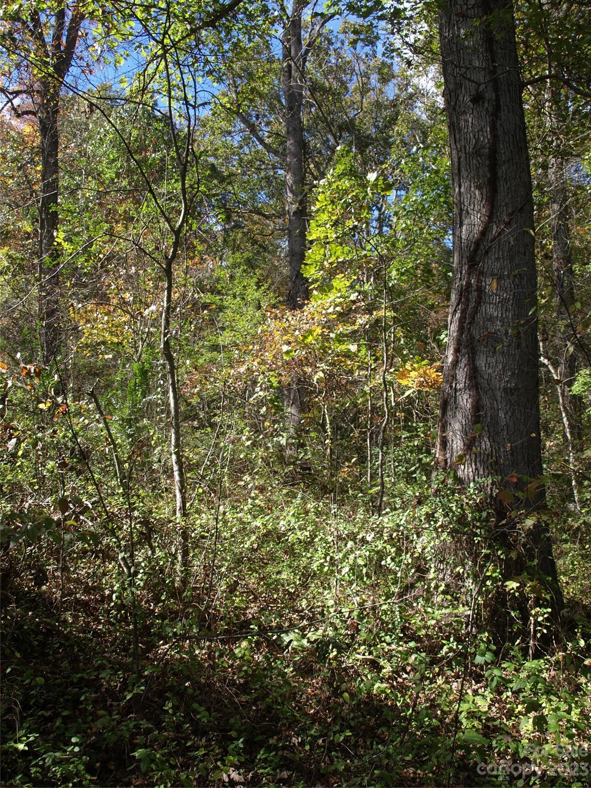 0 Liberty Way Clyde, NC 28721 - Photo 12 of 17 a view of a tree in a yard