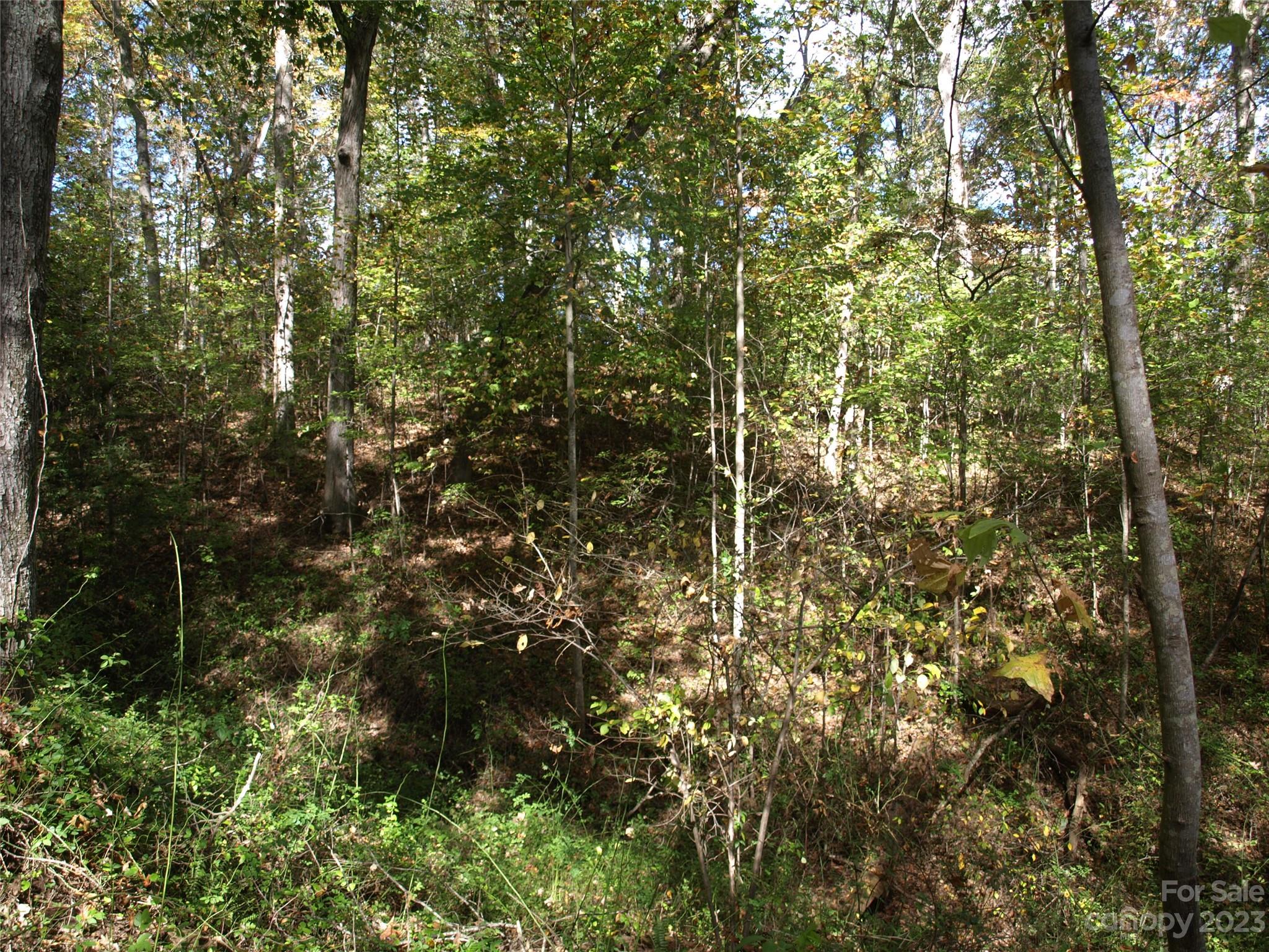0 Liberty Way Clyde, NC 28721 - Photo 13 of 17 a view of a tree in a forest