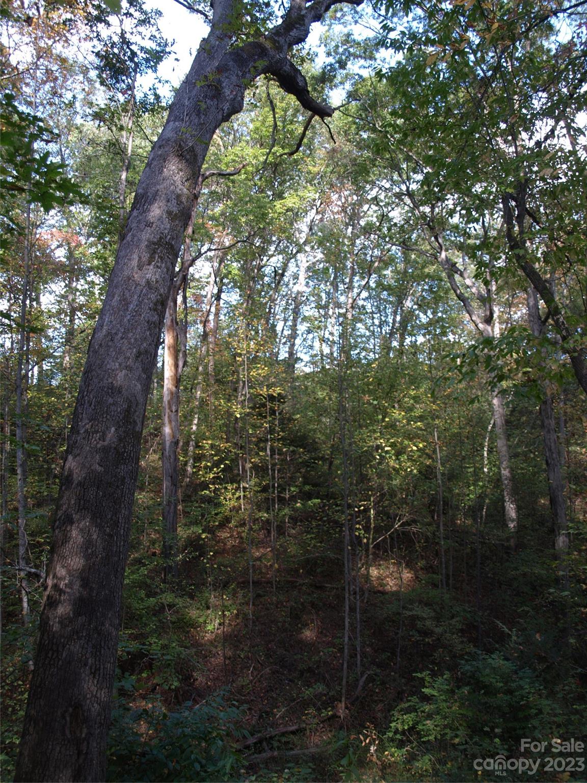0 Liberty Way Clyde, NC 28721 - Photo 15 of 17 a view of forest