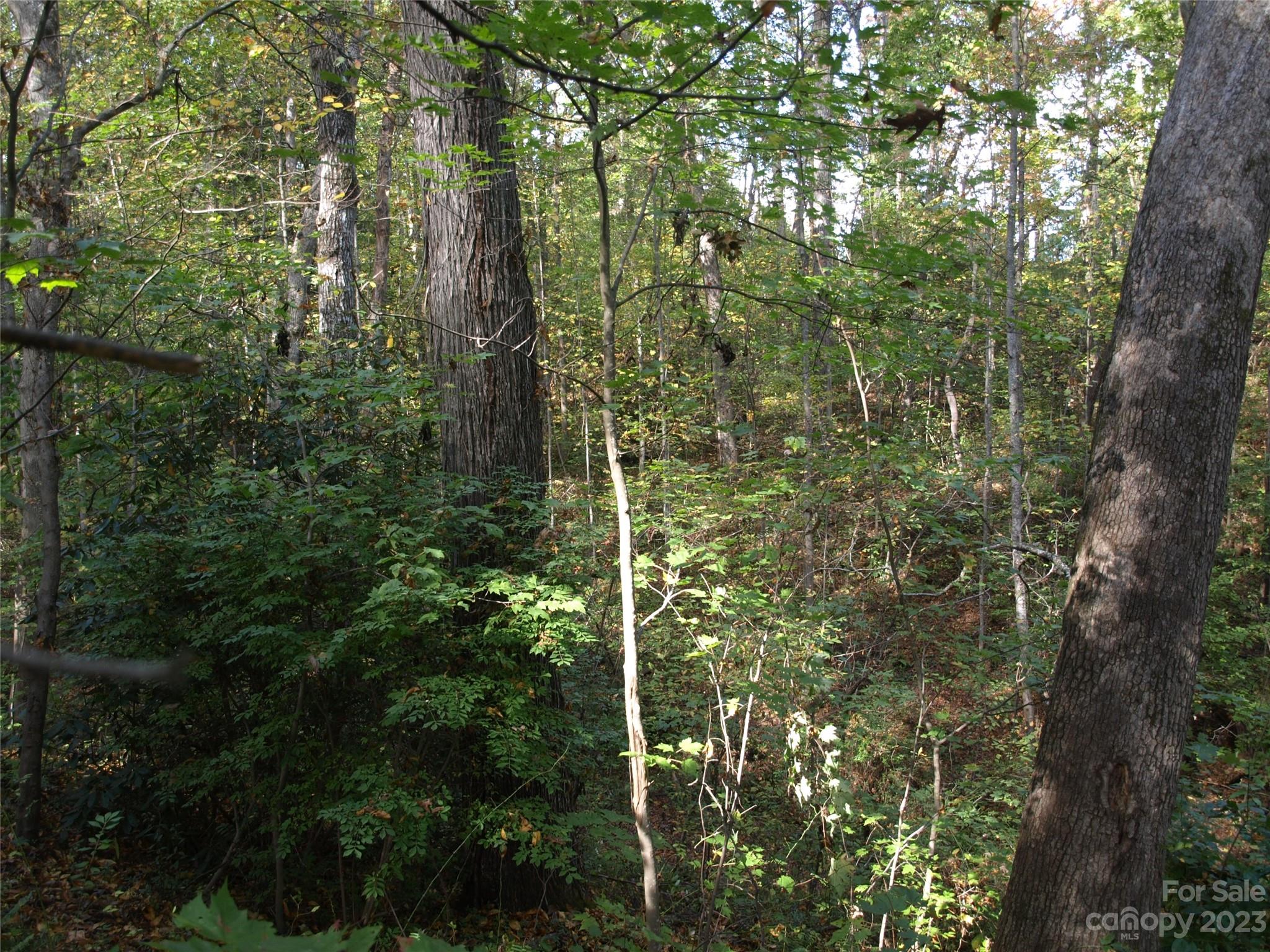 0 Liberty Way Clyde, NC 28721 - Photo 16 of 17 a view of a forest