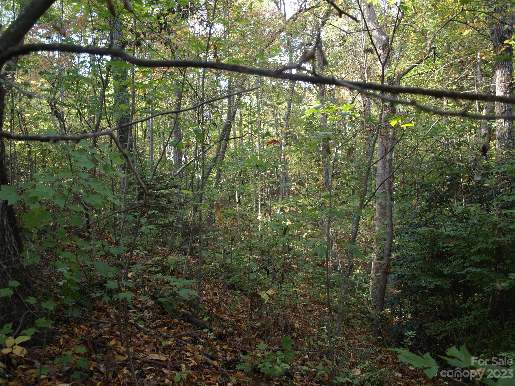 0 Liberty Way Clyde, NC 28721 - Photo 17 of 17 a view of a yard with a tree