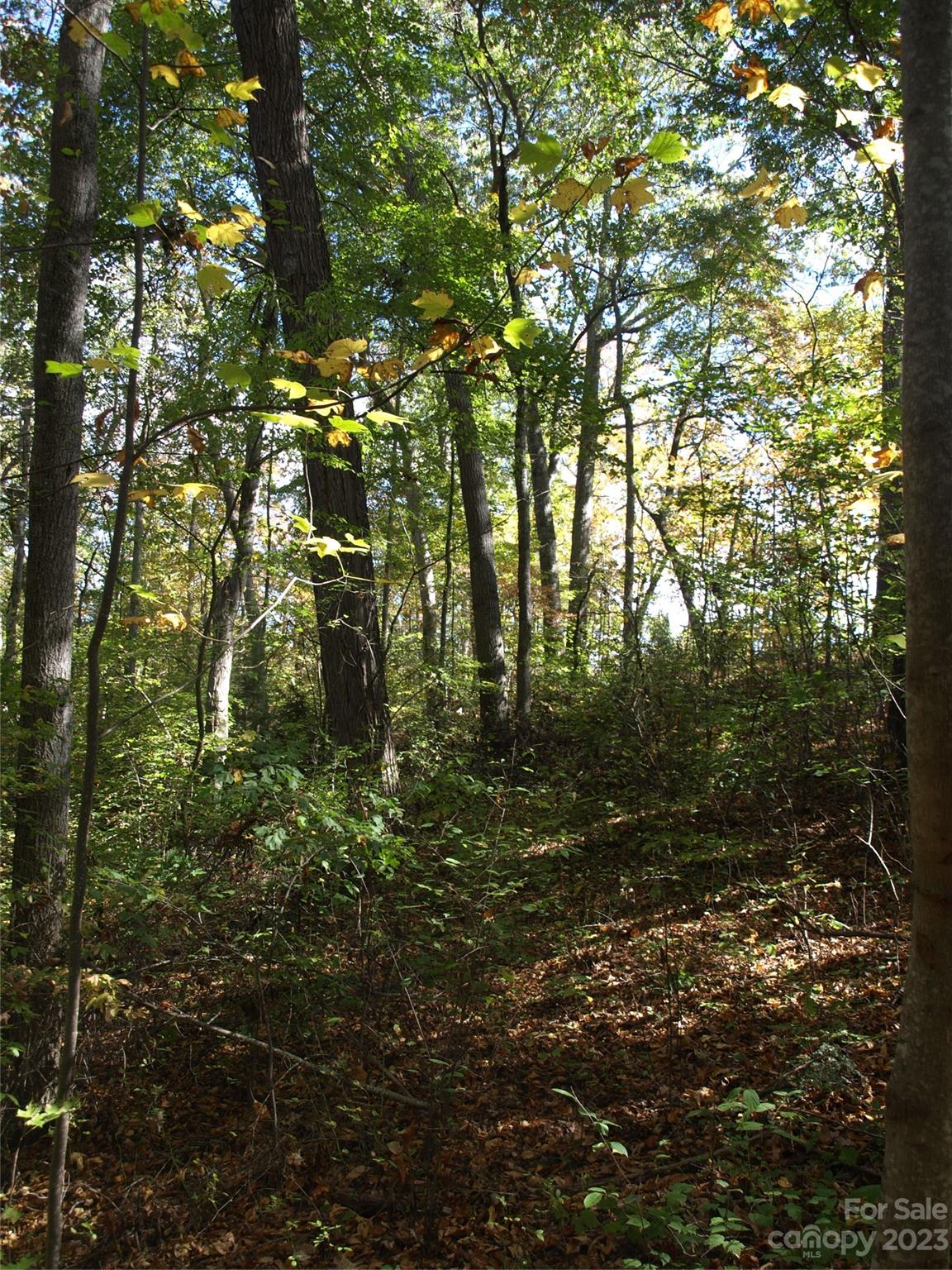 0 Liberty Way Clyde, NC 28721 - Photo 2 of 17 a view of forest