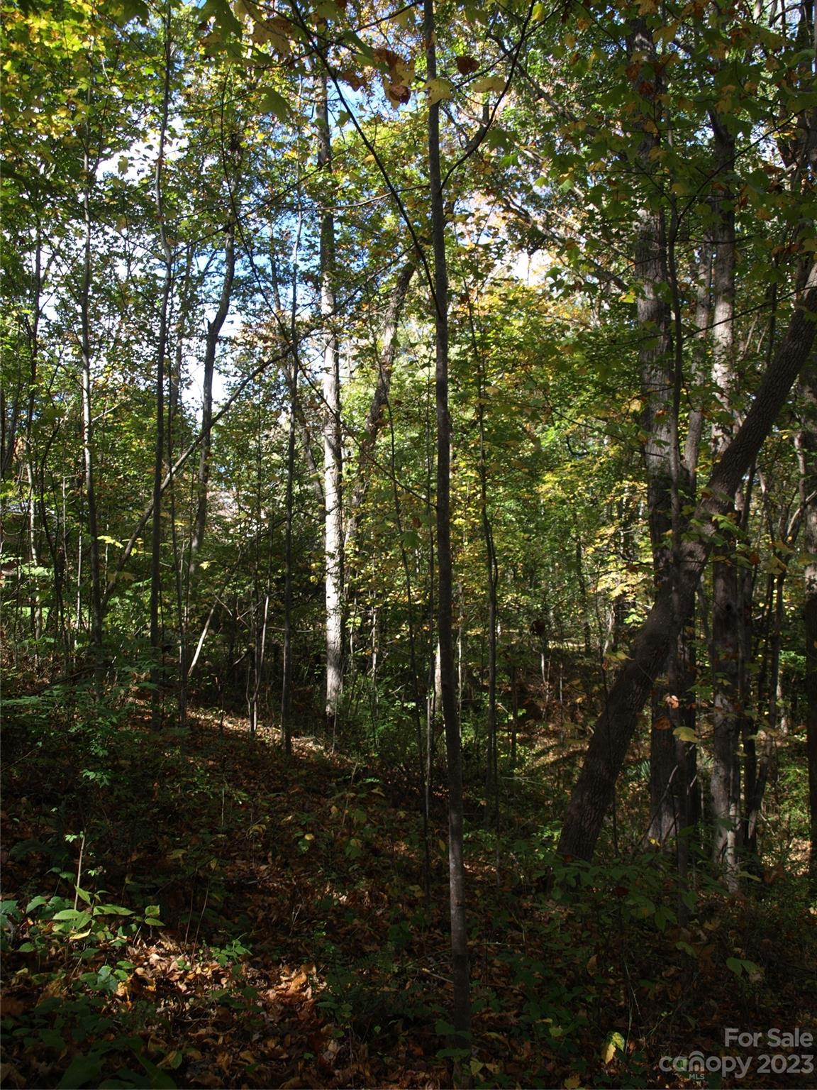 0 Liberty Way Clyde, NC 28721 - Photo 4 of 17 a view of forest