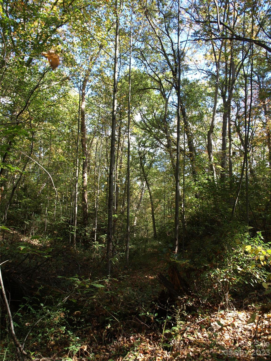 0 Liberty Way Clyde, NC 28721 - Photo 5 of 17 a view of a forest with trees in front of it