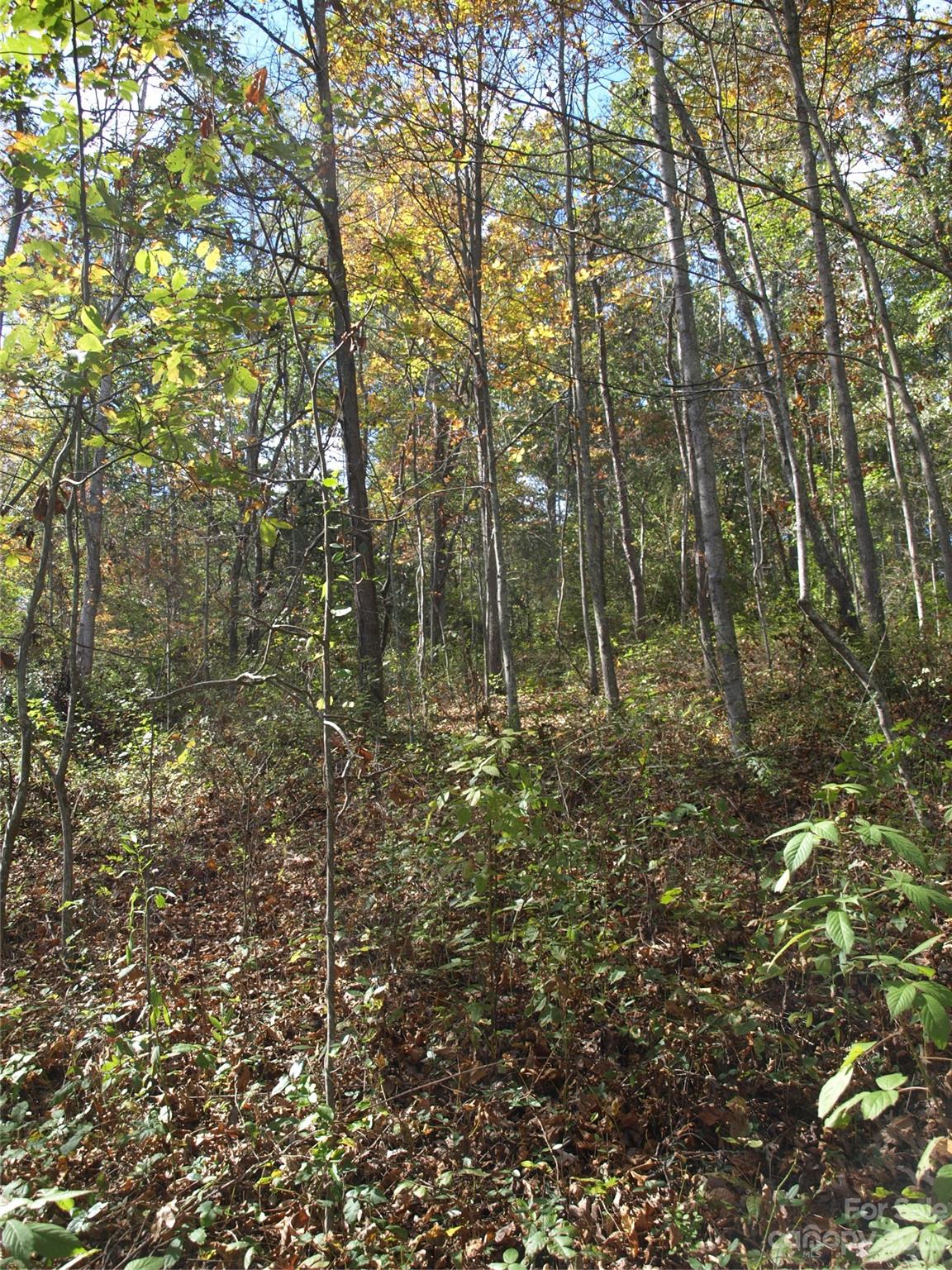 0 Liberty Way Clyde, NC 28721 - Photo 8 of 17 a view of forest