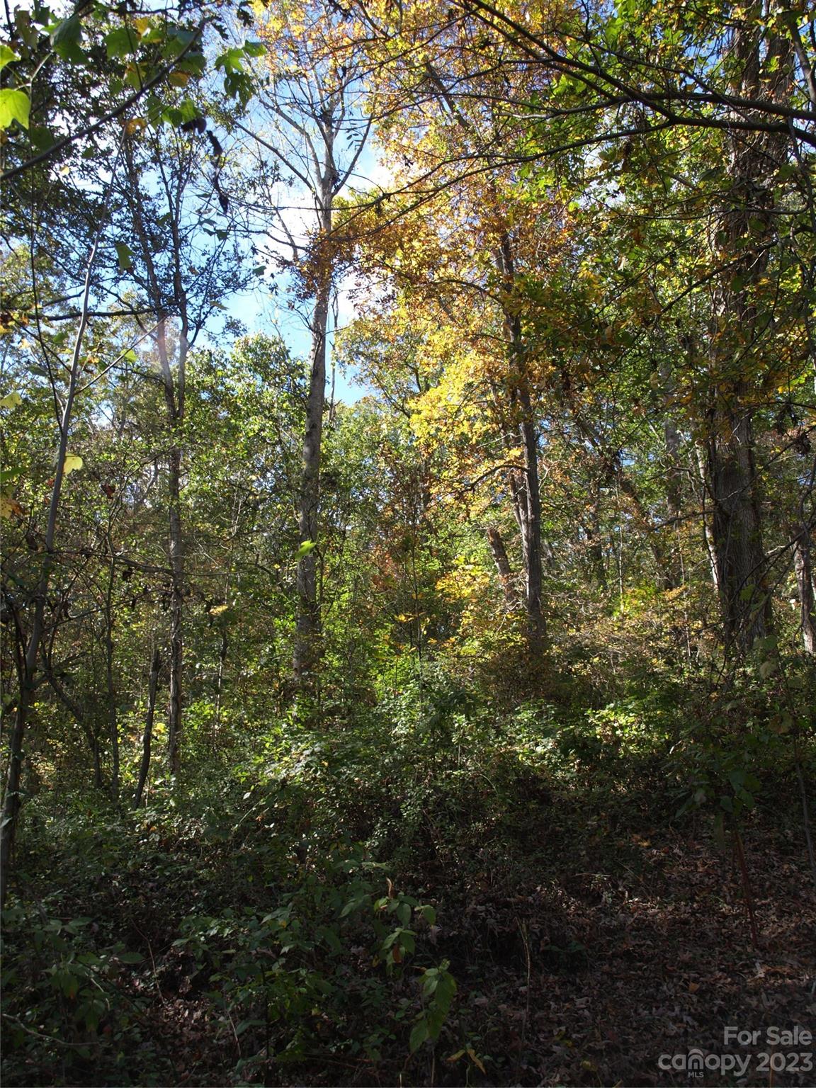 0 Liberty Way Clyde, NC 28721 - Photo 9 of 17 a view of forest