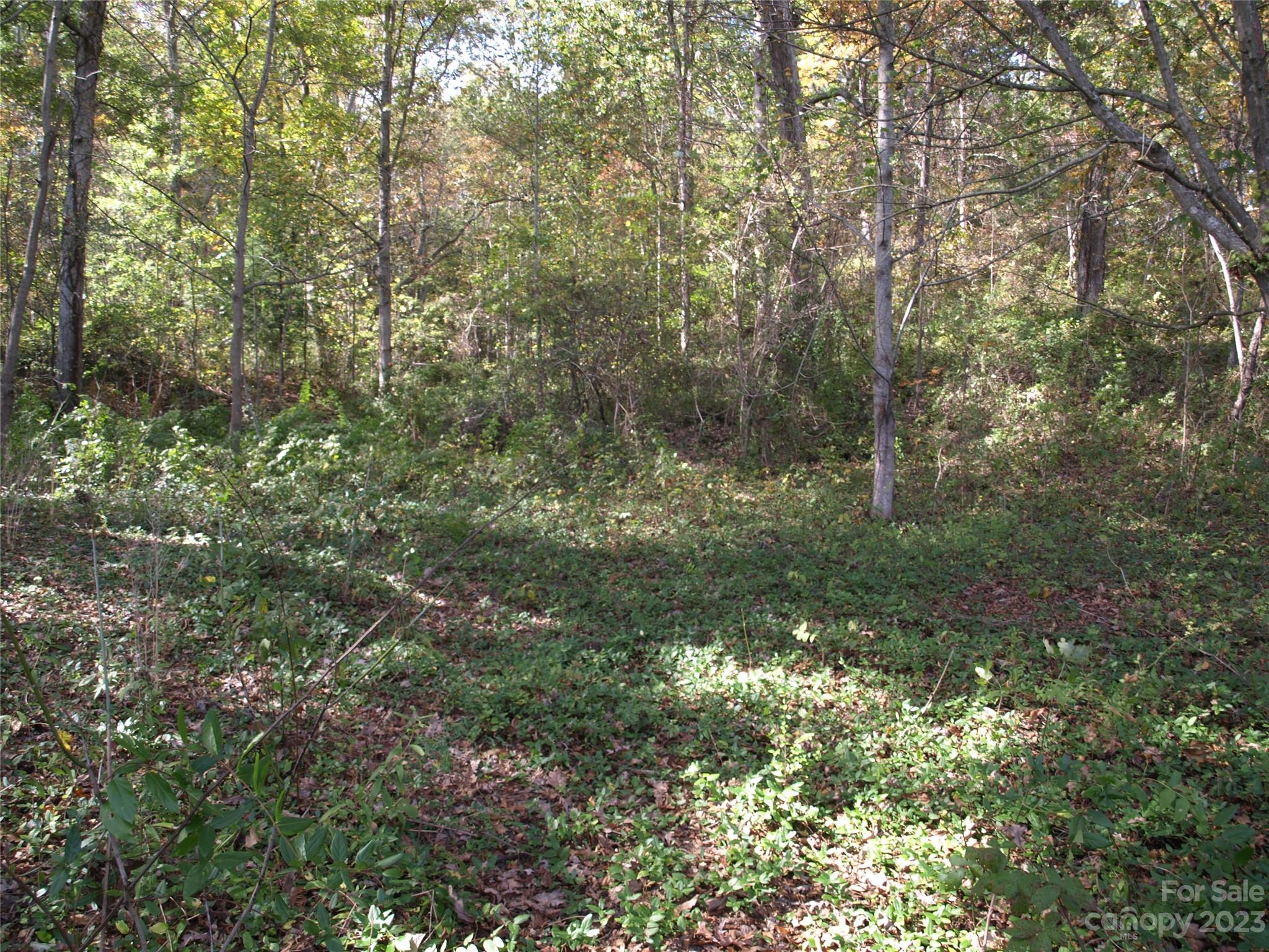 0 Liberty Way Clyde, NC 28721 - Photo 10 of 17 a view of a forest that has large trees