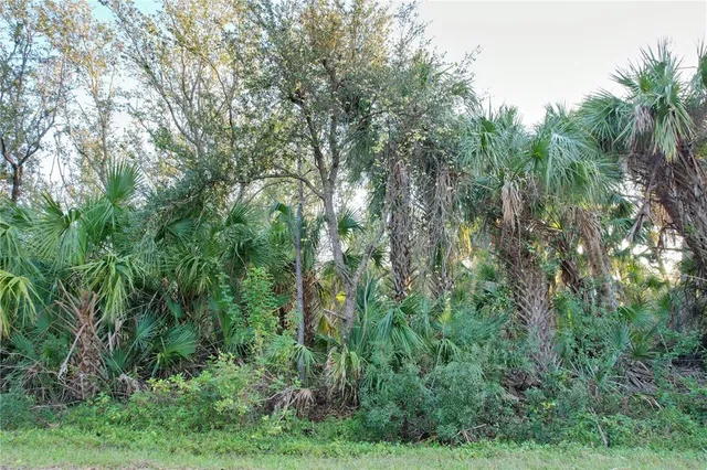 a view of a lush green forest