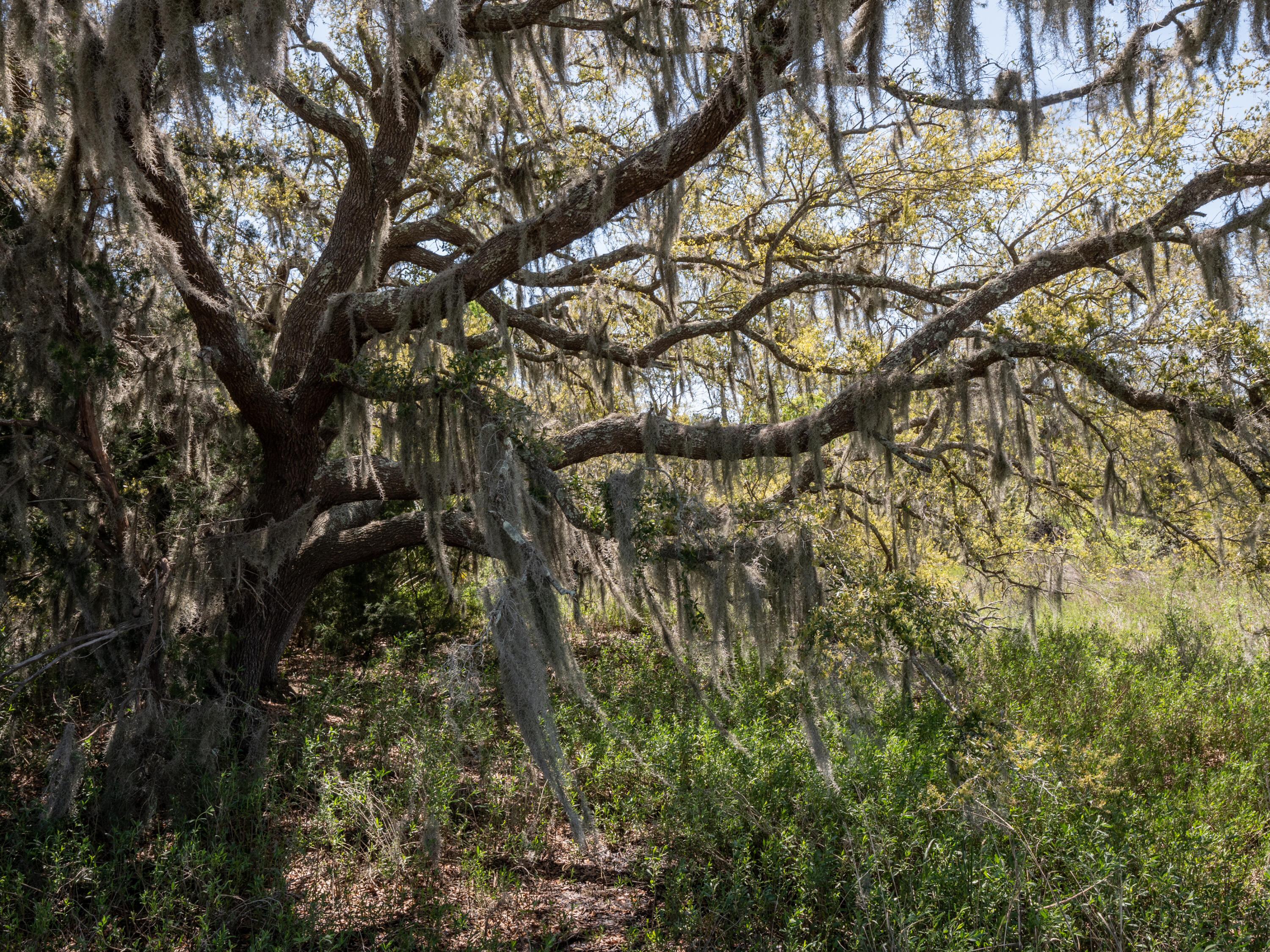 Lot 10 Hopkins Place Road Edisto Island, SC 29438 - Photo 12 of 17 Edisto-1495374