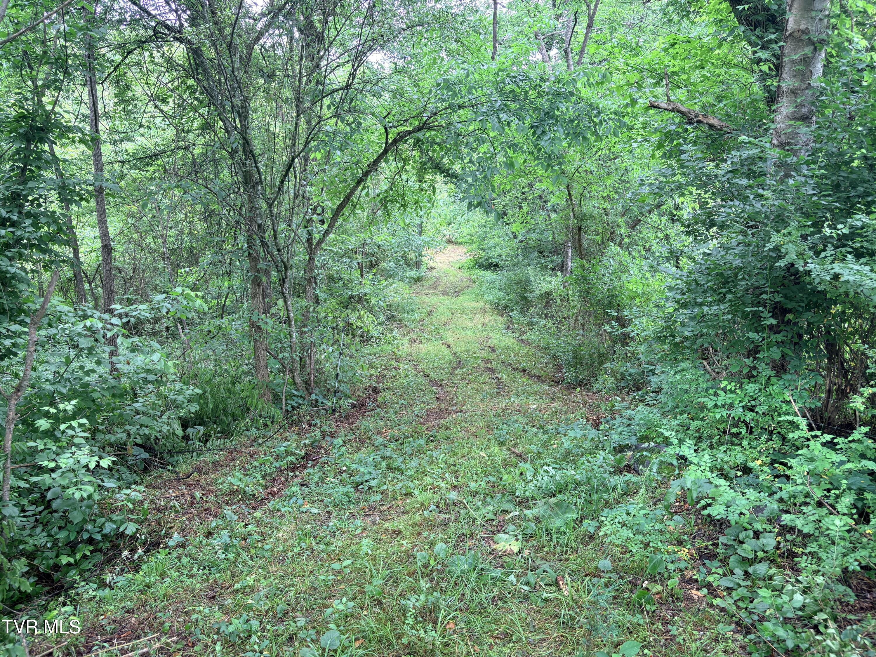 0 Shackleford Road Mosheim, TN 37818 - Photo 18 of 21 IMG_9908