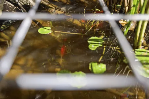 $629,900 | 1110 Madrone Lane, Placerville, CA 95667