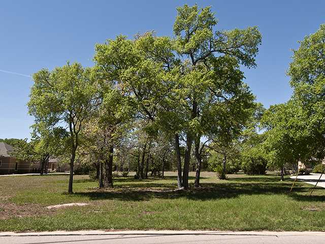 137 Gabriels Loop Georgetown, TX 78628 - Photo 1 of 1 Gallery Image 1