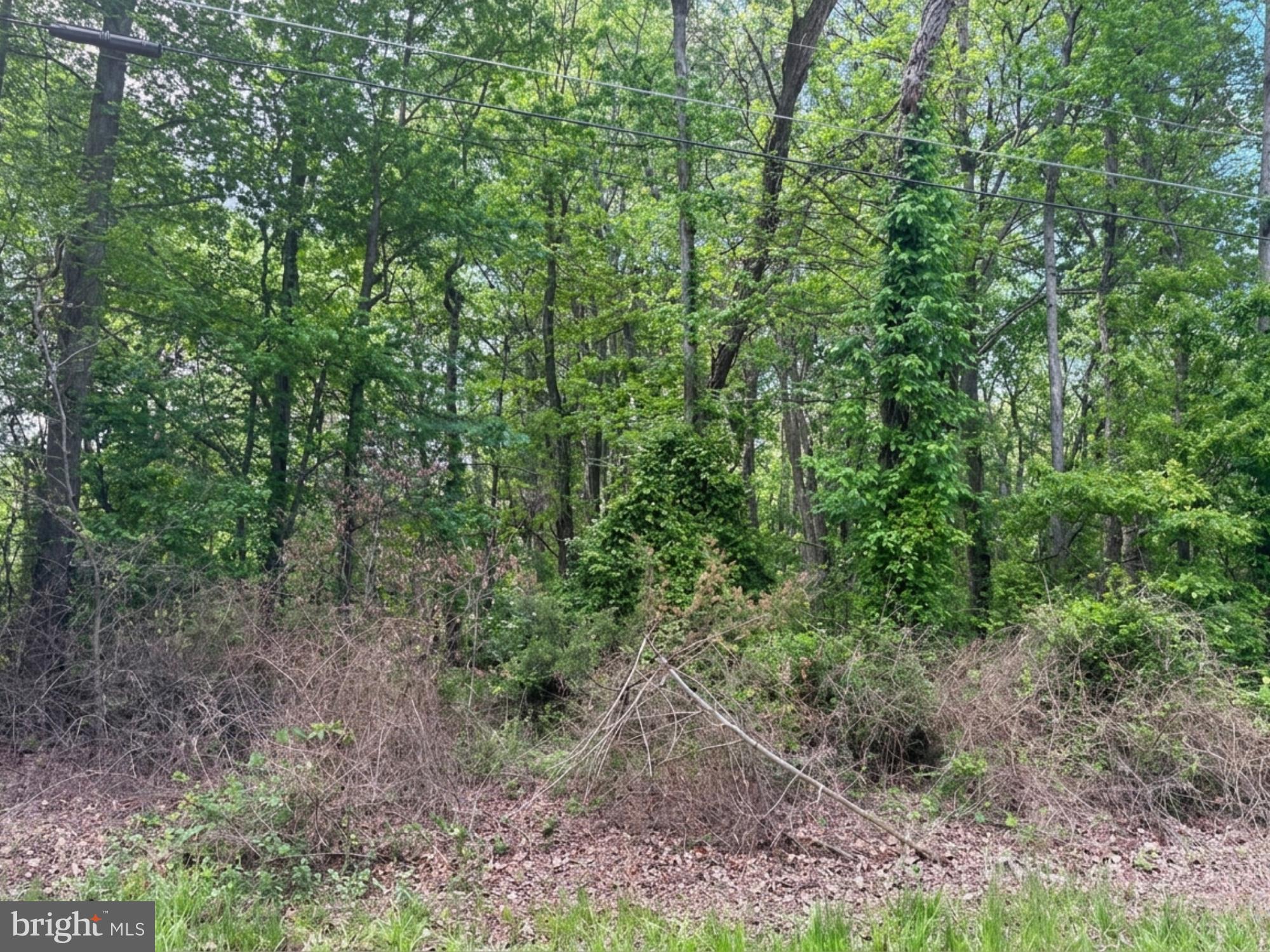 a view of a lush green forest