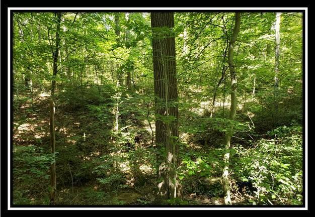 0 Pedigo Ridge Road, Unit TRACT 2) New Marshfield, OH 45766 - Photo 32 of 77 image032