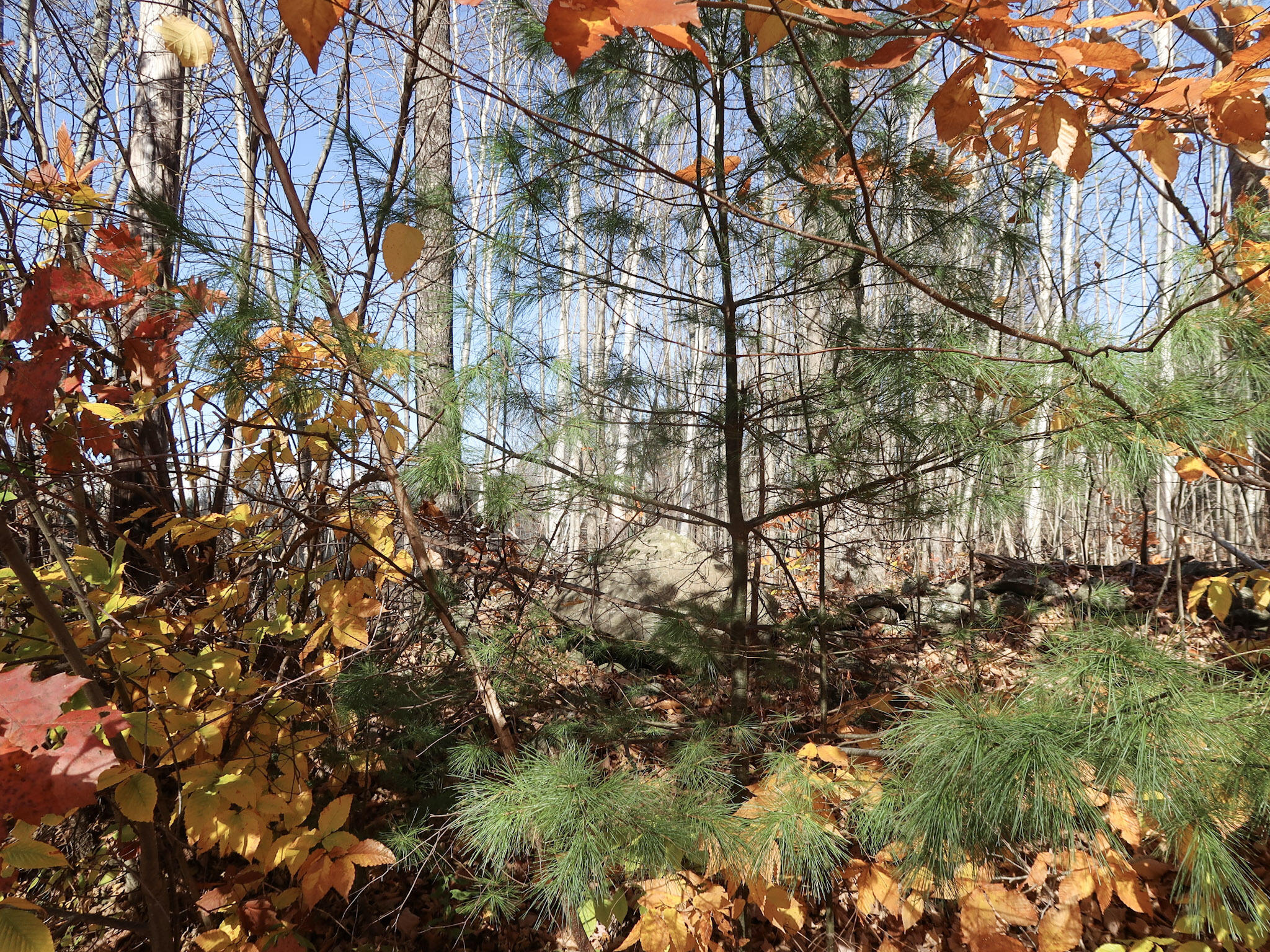 Lot #38 Nickerson Hill Road Readfield, ME 04355 - Photo 3 of 18 6-IMG_4035