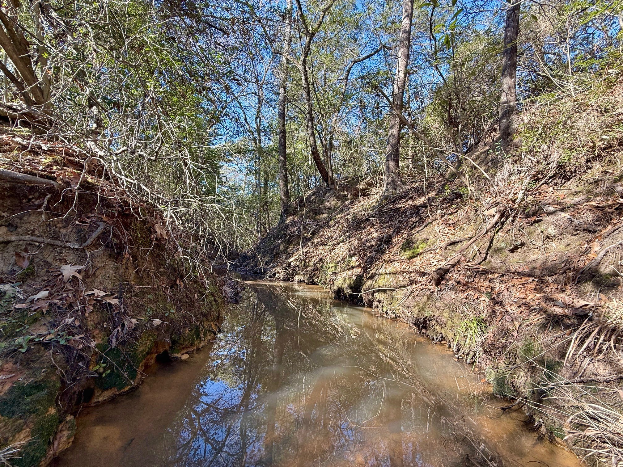 20197 Interstate 45 Buffalo, TX 75831 - Photo 19 of 30 a view of trees with yard