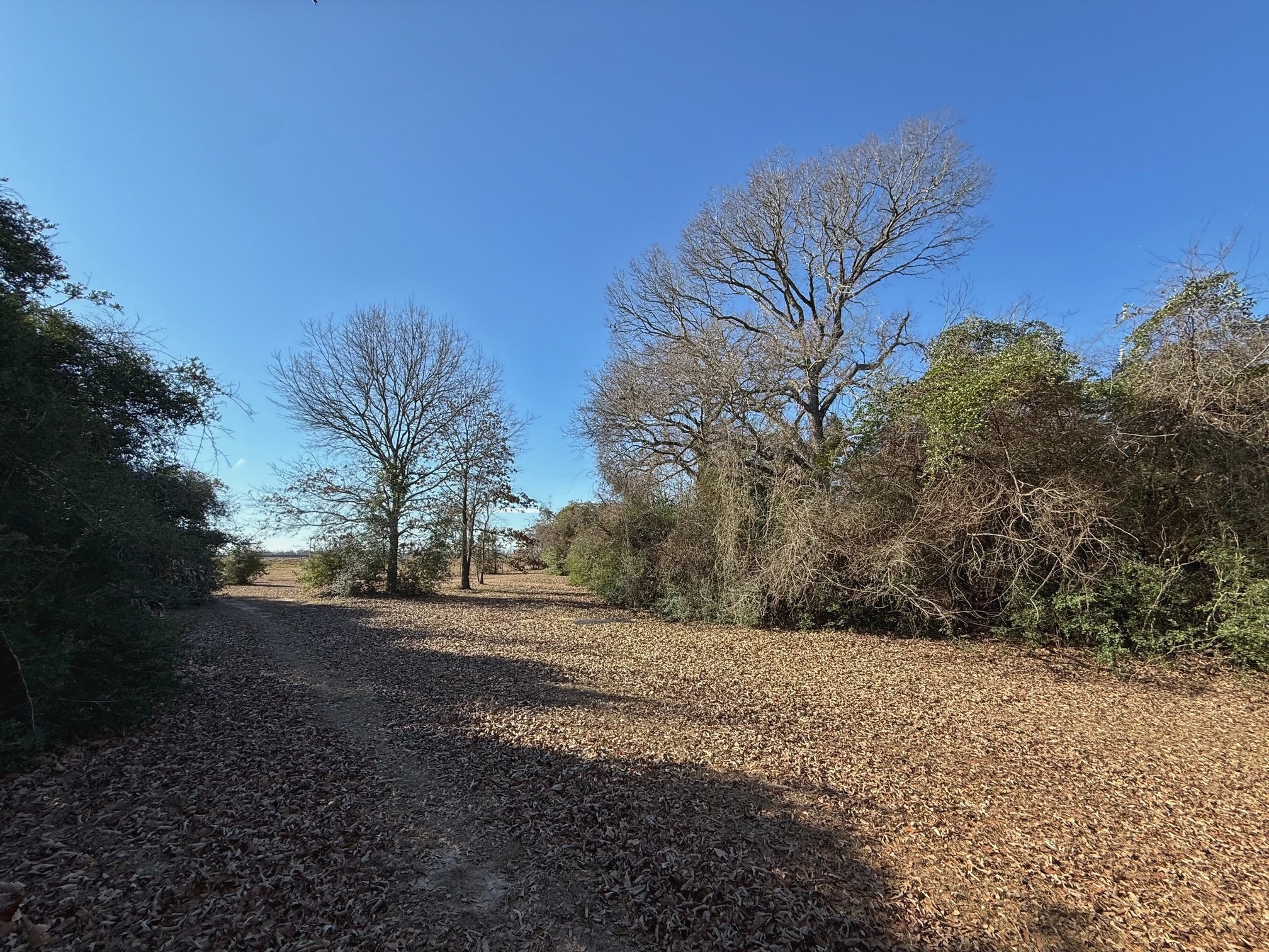 20197 Interstate 45 Buffalo, TX 75831 - Photo 22 of 30 a view of dirt yard with a large tree
