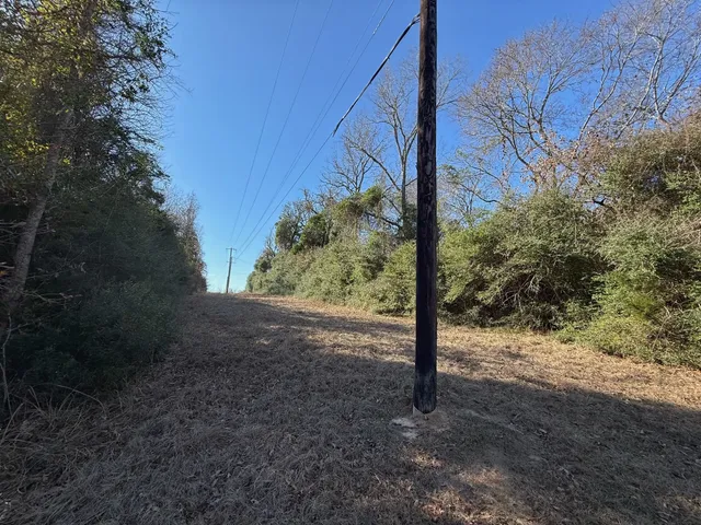 a view of a tree in the middle of a yard