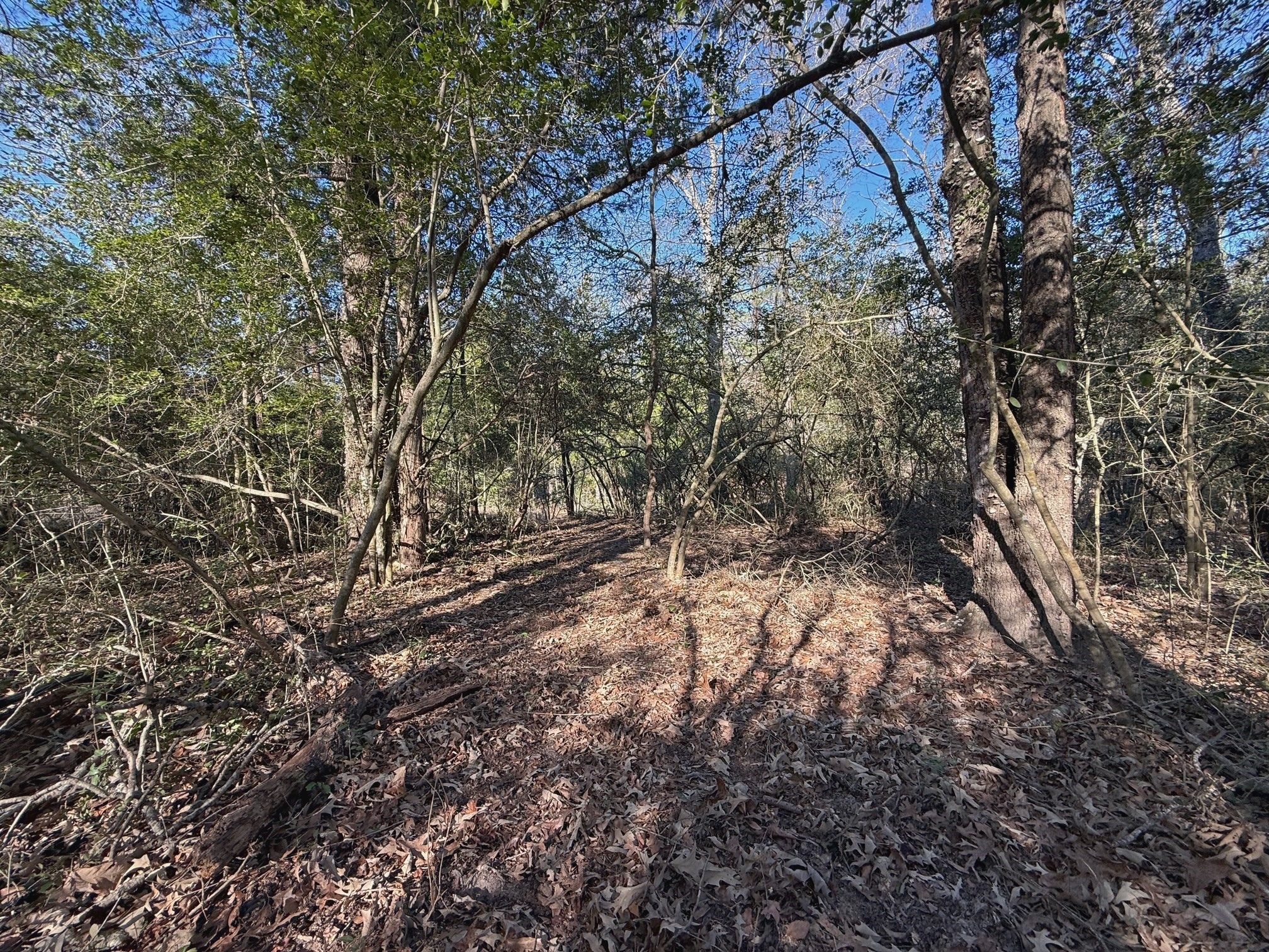 20197 Interstate 45 Buffalo, TX 75831 - Photo 29 of 30 a view of a yard with a tree