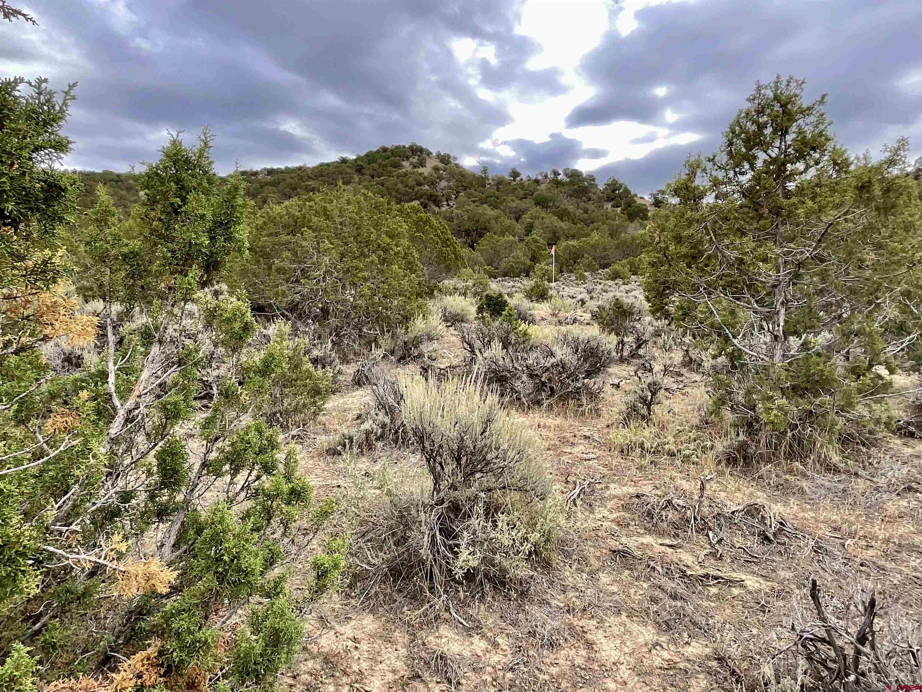 Tbd Lot 22 7250th Road Montrose, CO 81403 - Photo 19 of 25 a view of a bunch of trees