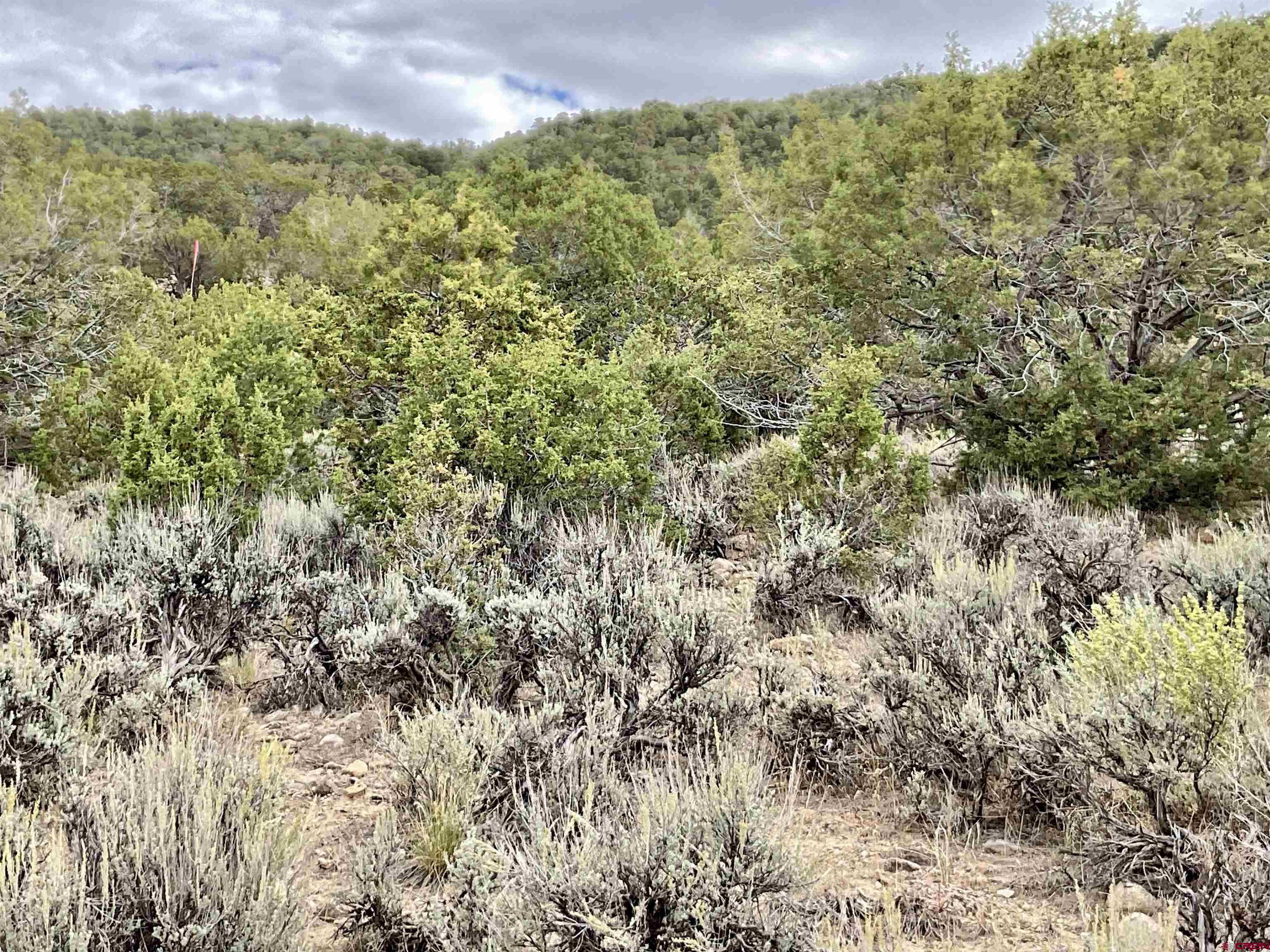 Tbd Lot 22 7250th Road Montrose, CO 81403 - Photo 24 of 25 a view of a bunch of trees and bushes