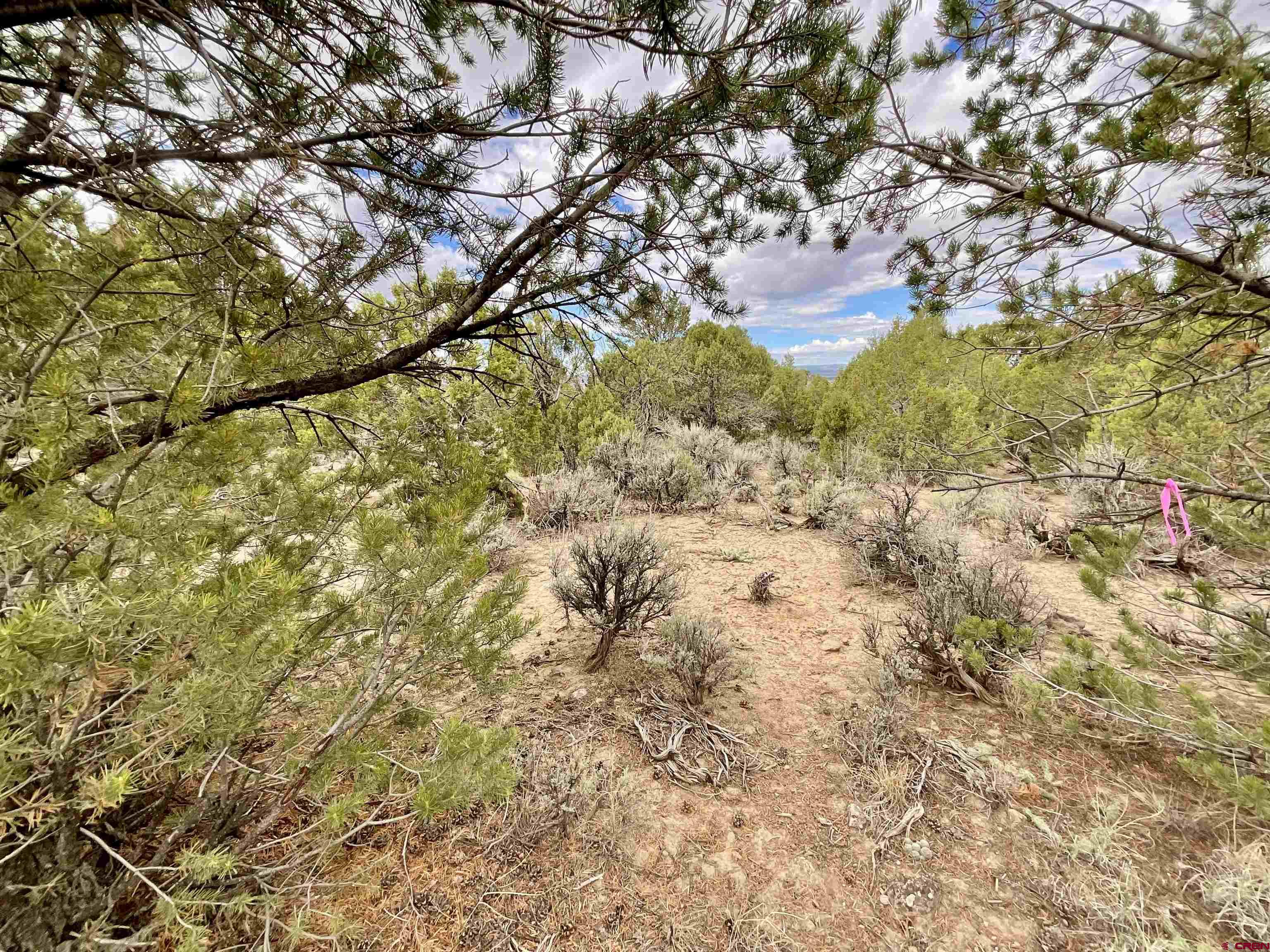Tbd Lot 22 7250th Road Montrose, CO 81403 - Photo 25 of 25 a view of tree