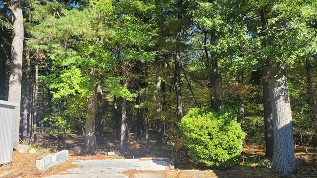 a view of a yard with plants and large trees