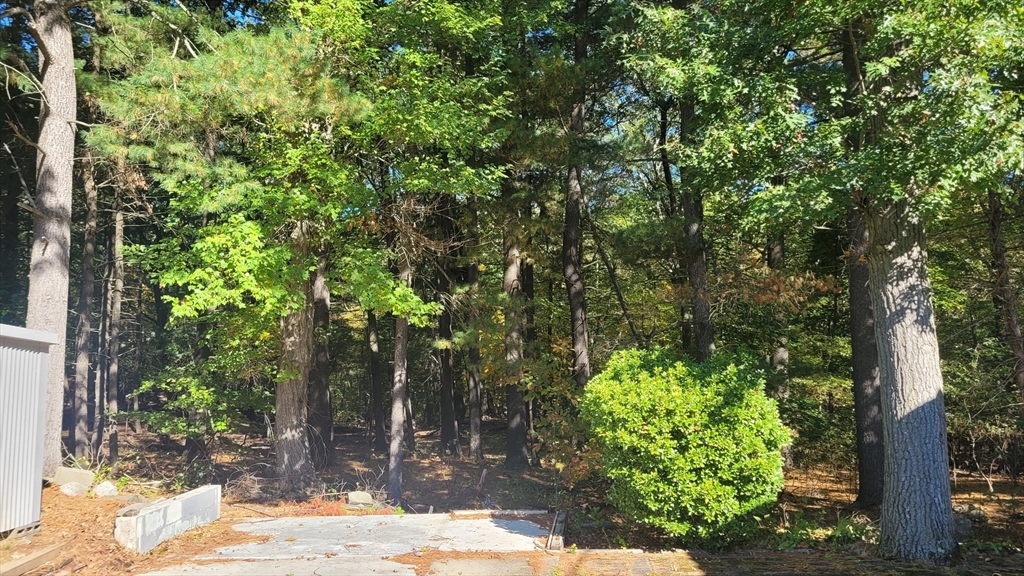846 Broadway, Unit 40 Saugus, MA 01906 - Photo 4 of 13 a view of a yard with plants and large trees